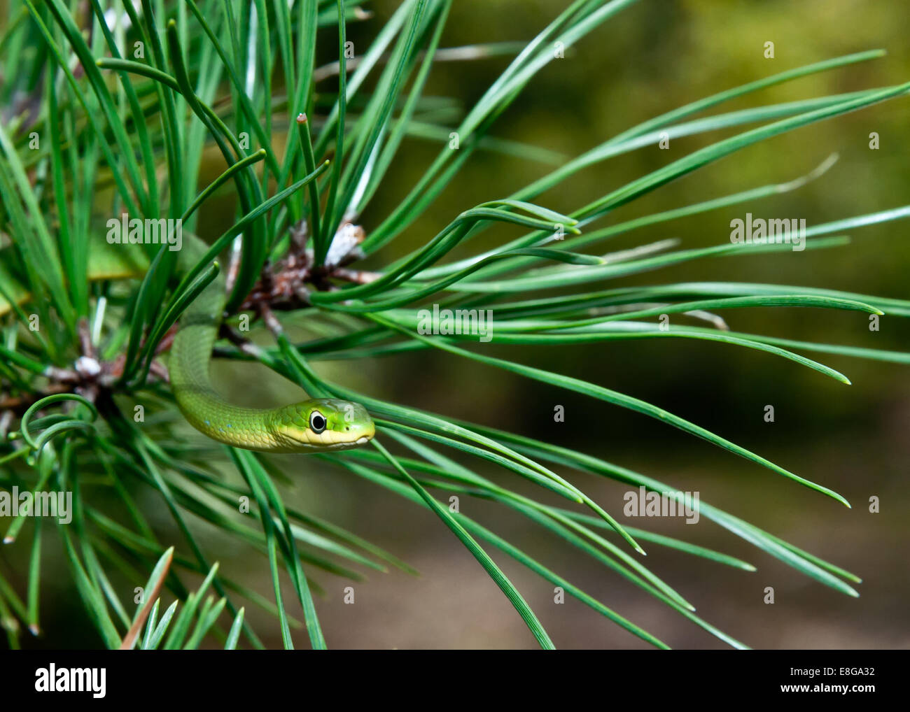 Rough Green Snake Stock Photo