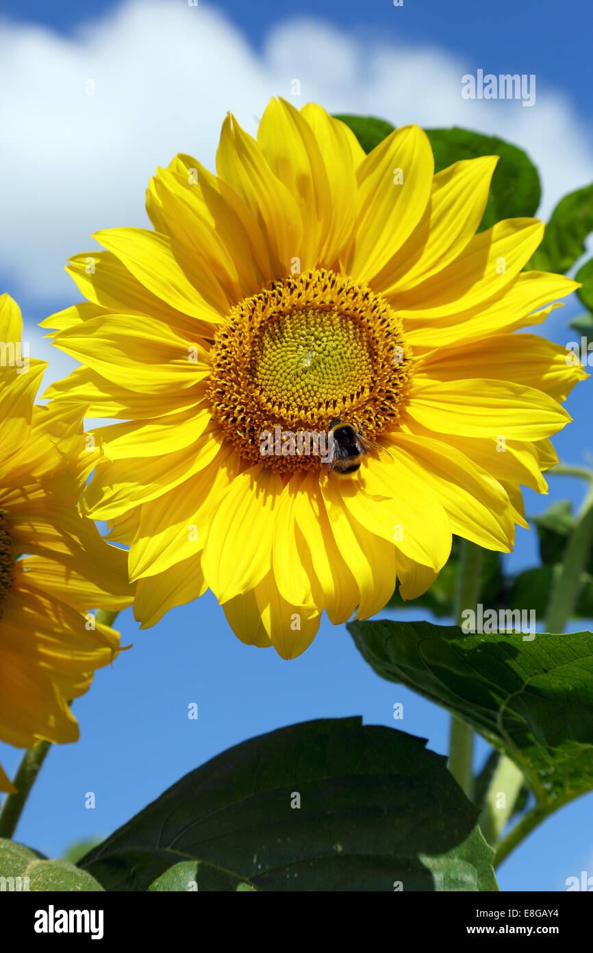 Bumblebees on a yellow sunflower, blue sky Stock Photo