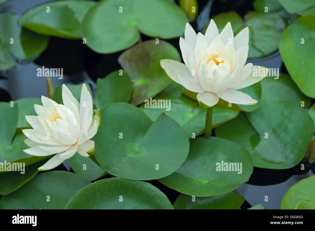 sacred lotus plants or nelumbo nucifera in full bloom atop water surrounded by lily pads Stock Photo