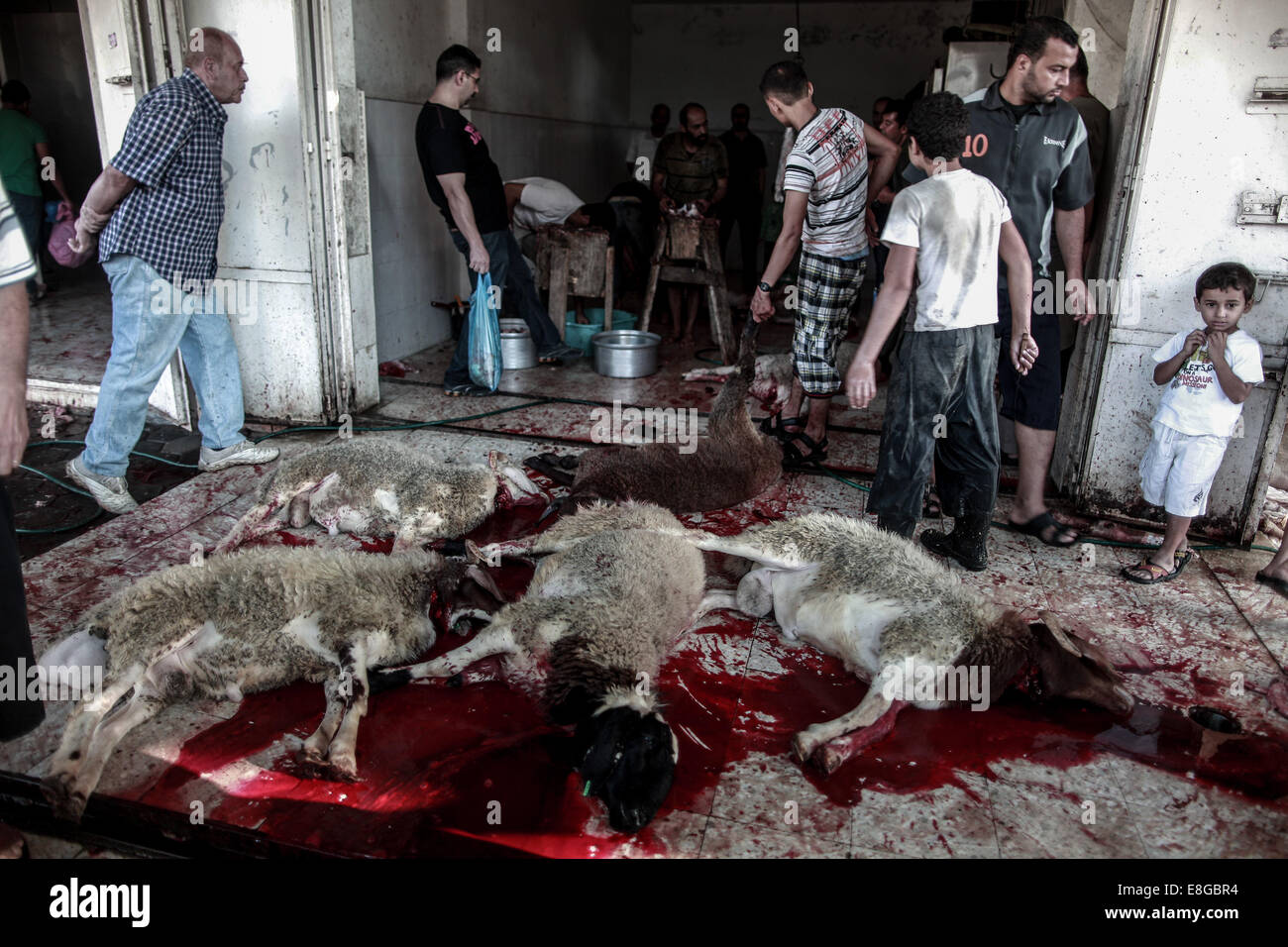Gaza City, Gaza Strip, Palestinian Territory. 7th Oct, 2014. Palestinians help a butcher as he slaughters sheep in the last day of celebrating Eid al-Adha in Gaza city on October 4, 2014. Muslims worldwide celebrate Eid al-Adha, the Feast of Sacrifice, to celebrate the end of the pilgrimage season by slaughtering sheep, goats, cows and camels to commemorate Prophet Abraham's readiness to sacrifice his son Ismail on God's command © Ali Jadallah/APA Images/ZUMA Wire/Alamy Live News Stock Photo