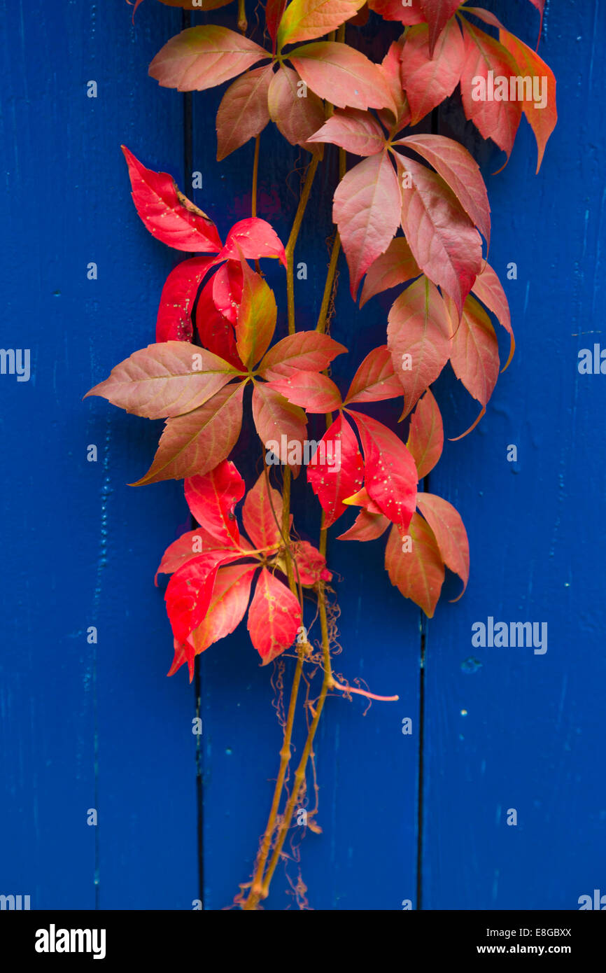Virginia Creeper on a bright blue background Stock Photo - Alamy