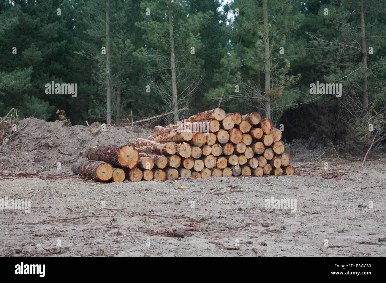 Freshly logged Radiata Pine Stock Photo Alamy