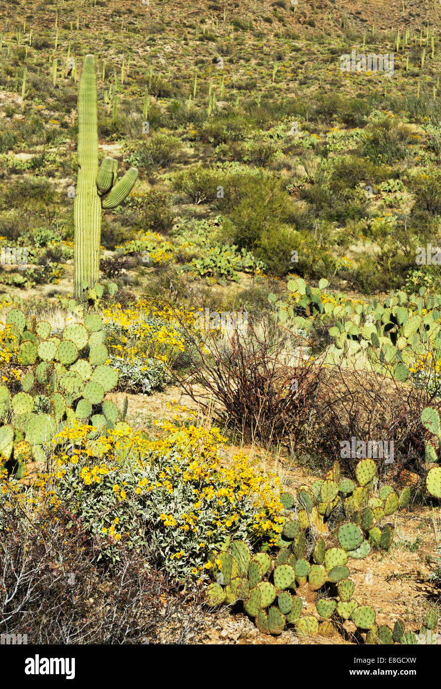 Typical spring view of of yellow brittlebush, prickly pear cactus, and