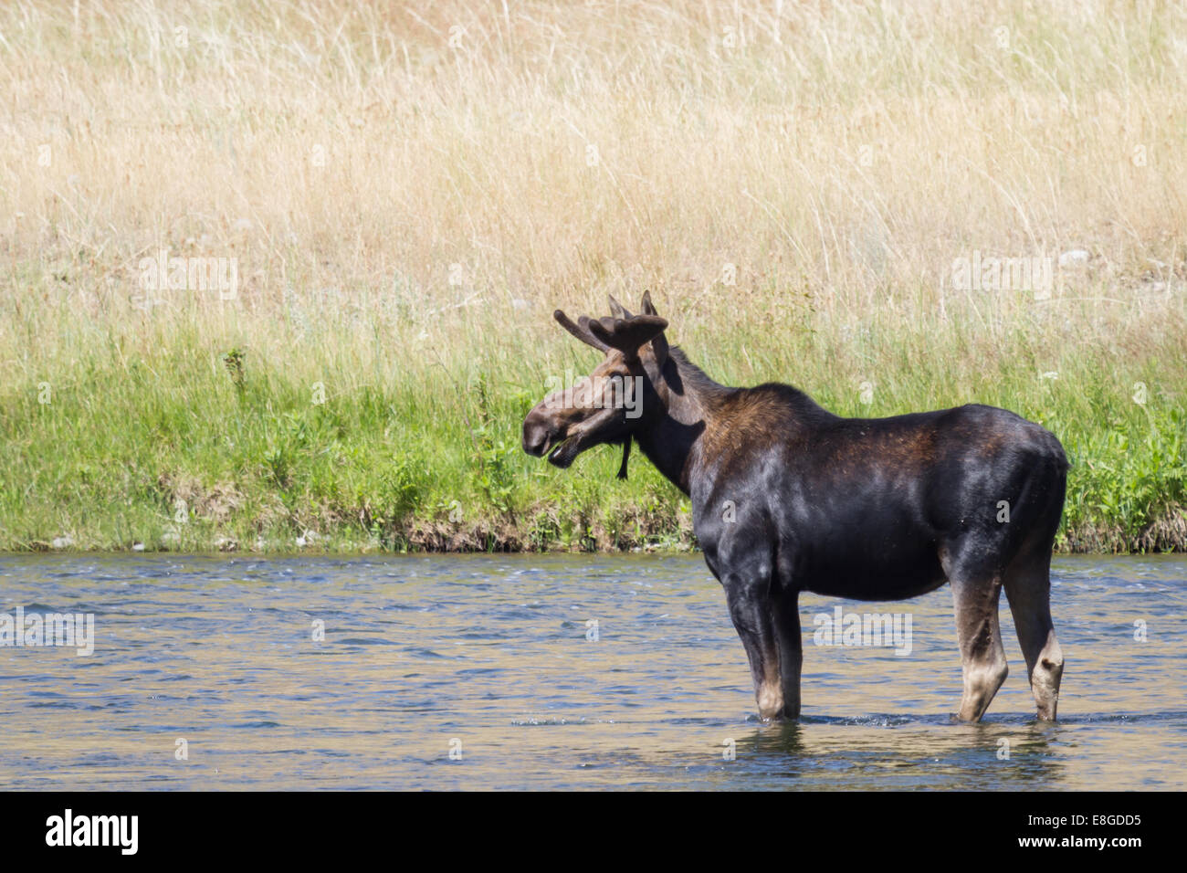 young moose standind in a shallow river in the middle of the day Stock Photo