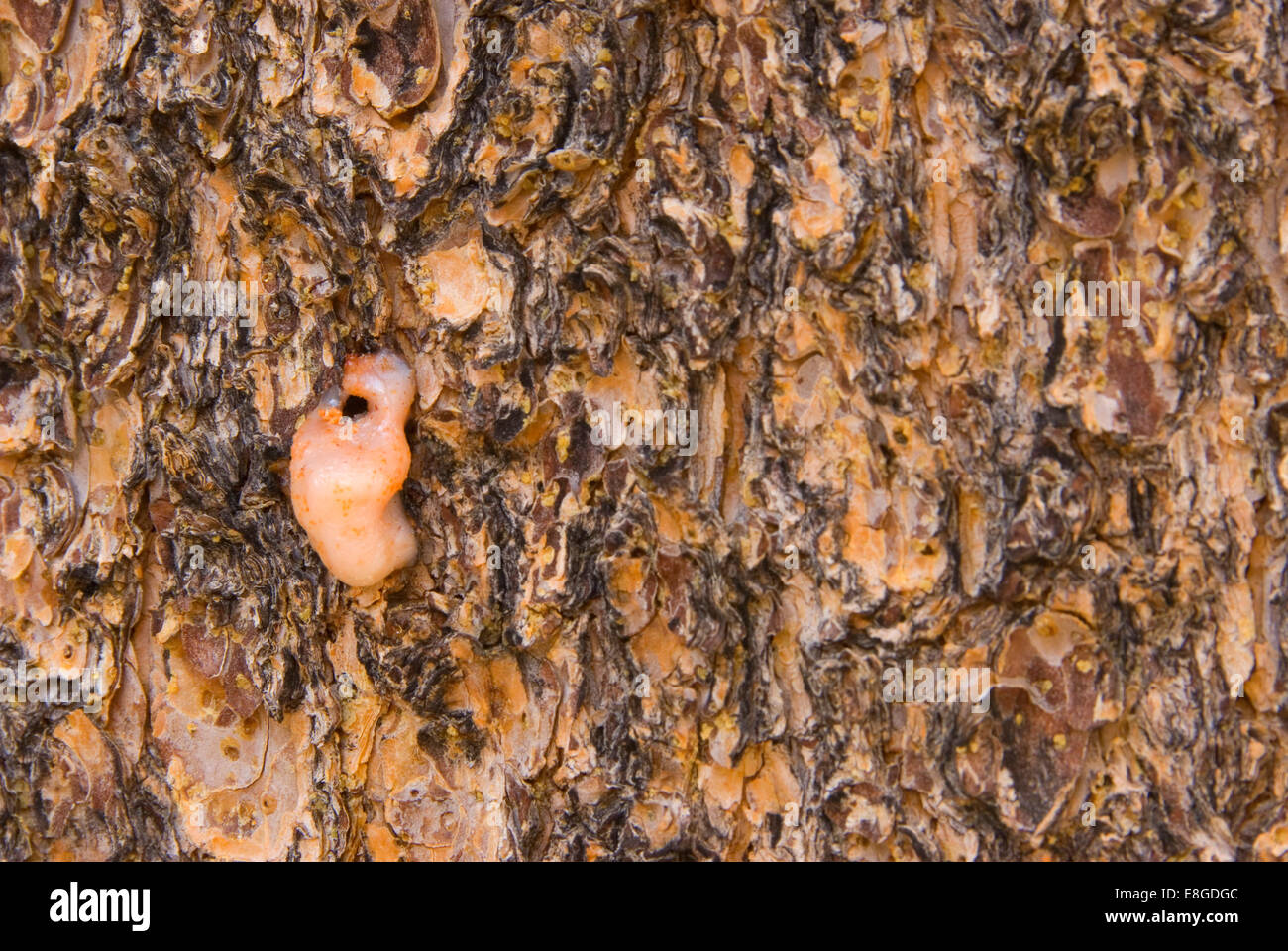 Pine with sap at insect hole, Yosemite National Park, California Stock Photo