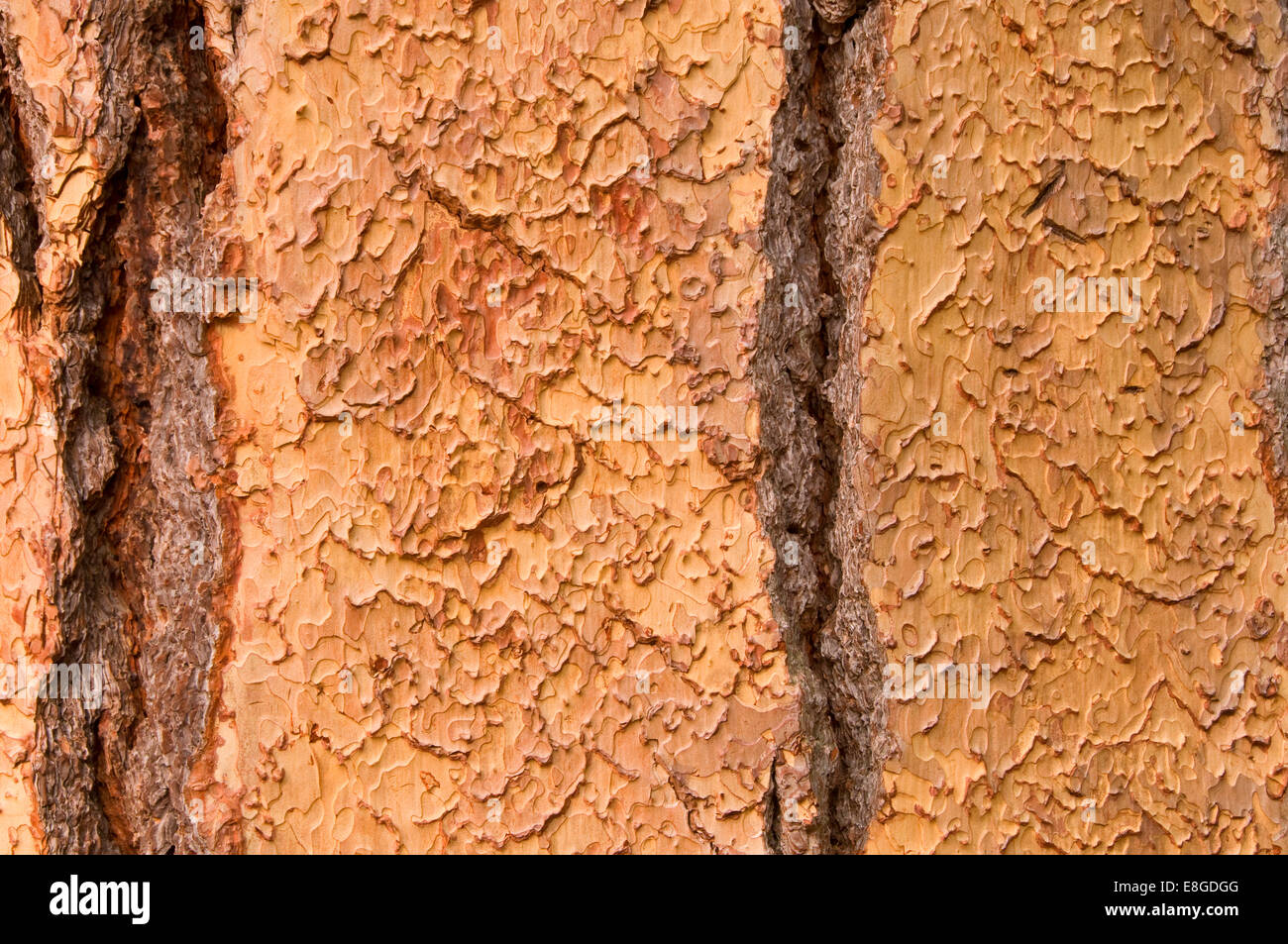 Painted Puzzle Pieces: How Ponderosa Pine Bark Protects and Preserves