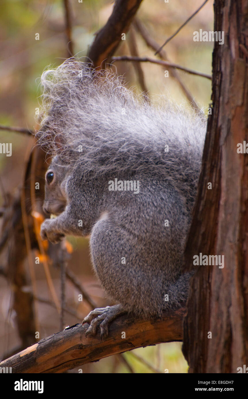 California gray squirrel (Sciurus griseus griseus), Yosemite National Park, California Stock Photo