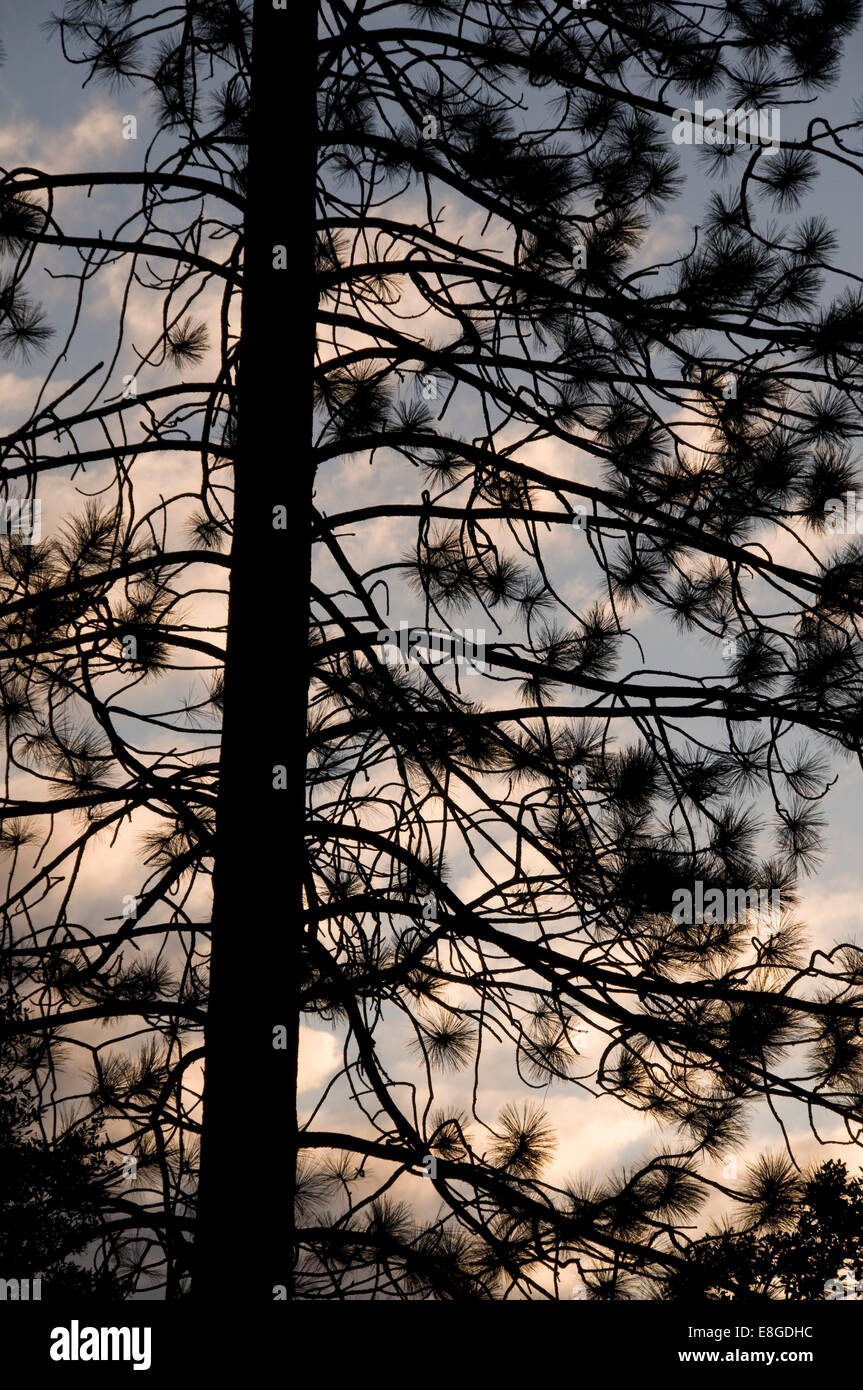 Pine silhouette, Yosemite National Park, California Stock Photo