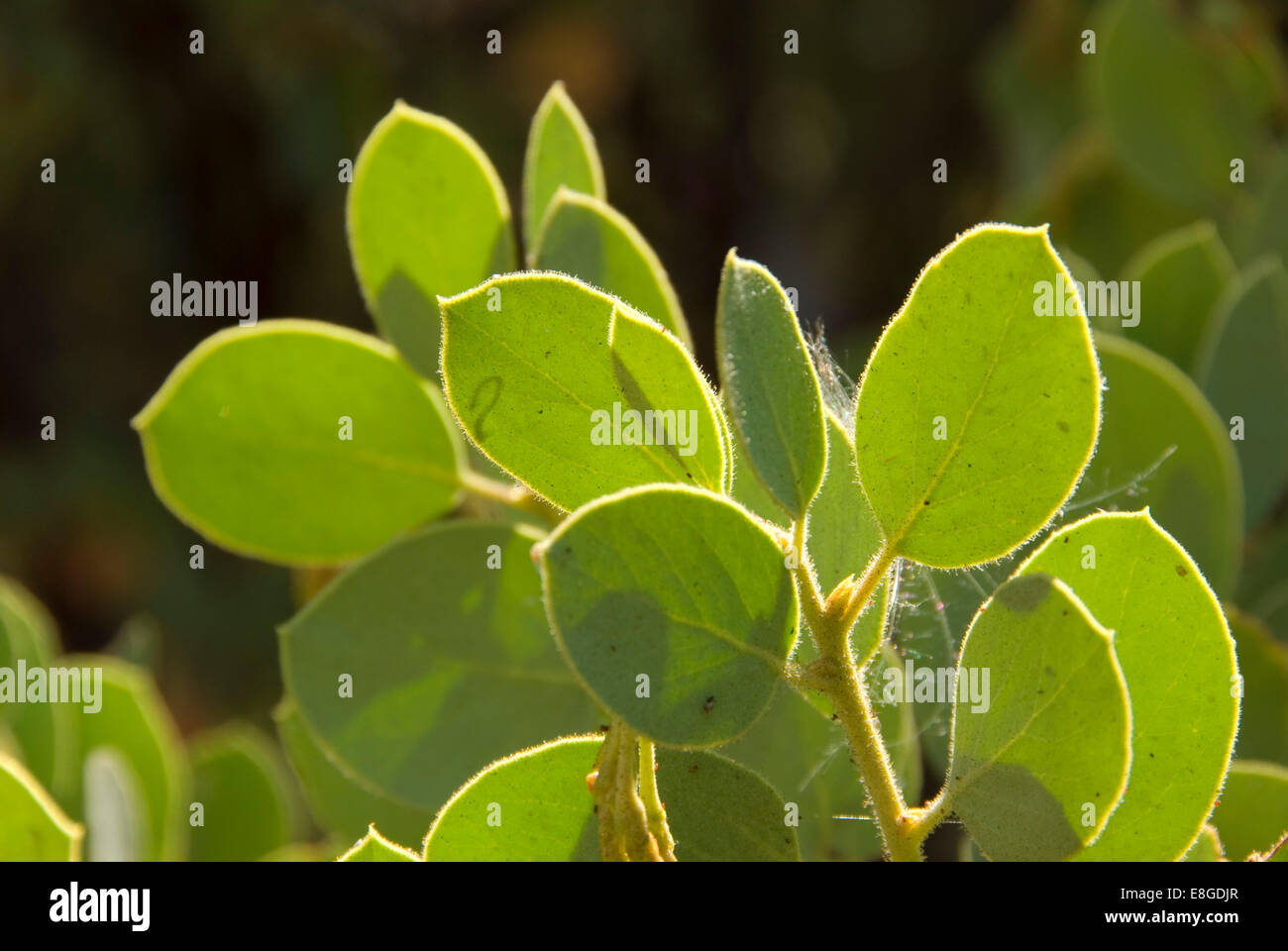 Manzanita leaves, Stanislaus National Forest, California Stock Photo