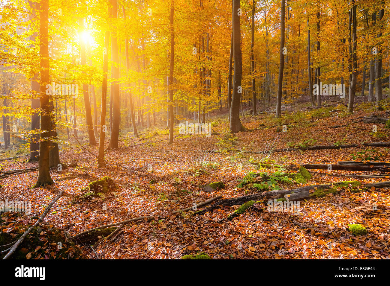 Sunny autumn forest Stock Photo - Alamy