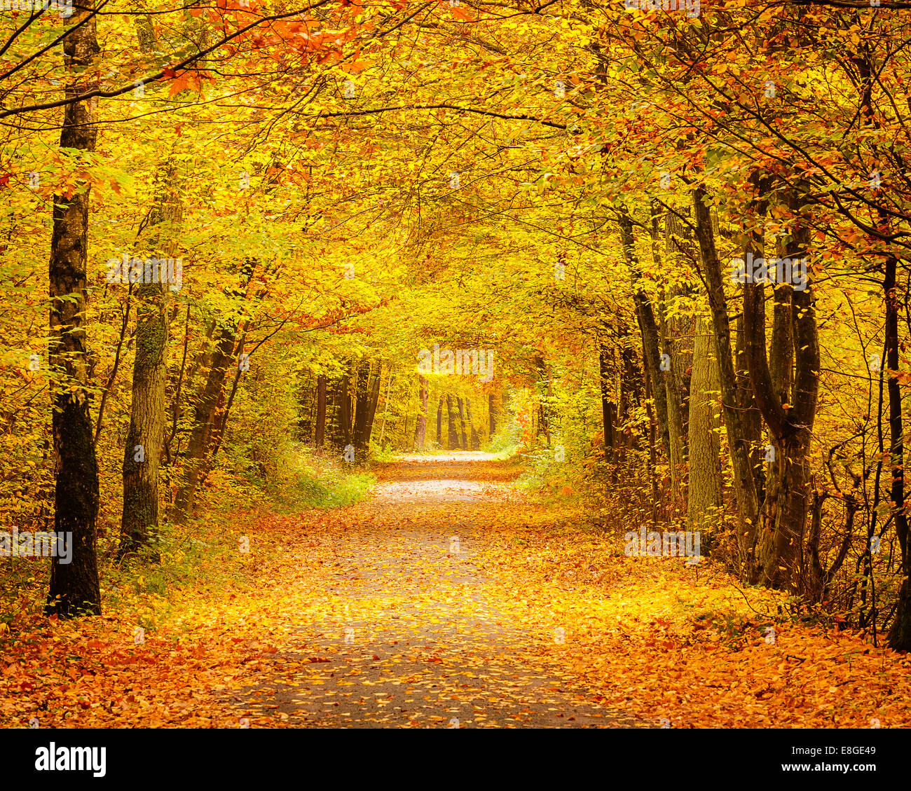 Autumn forest Stock Photo