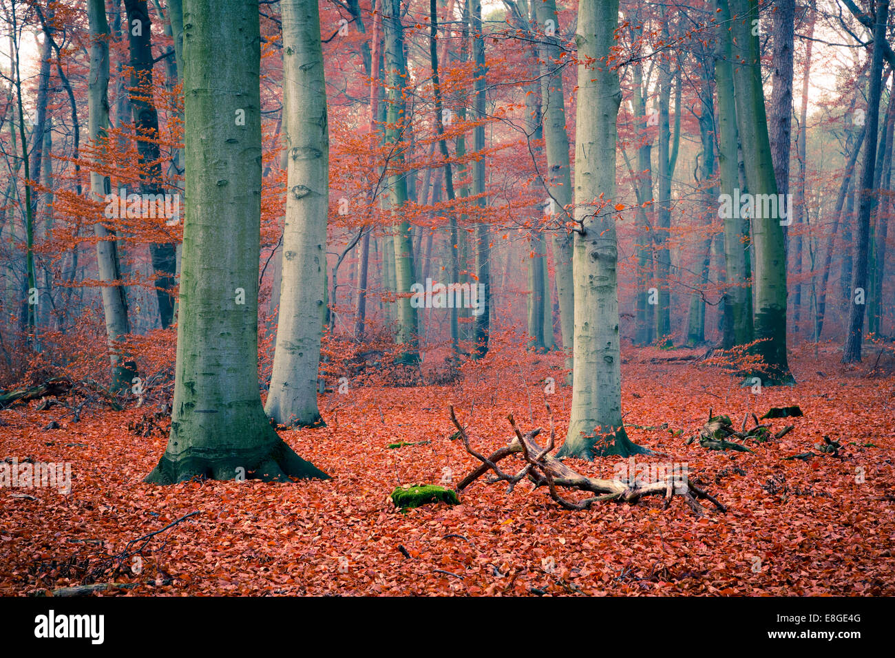 Foggy autumn forest Stock Photo - Alamy