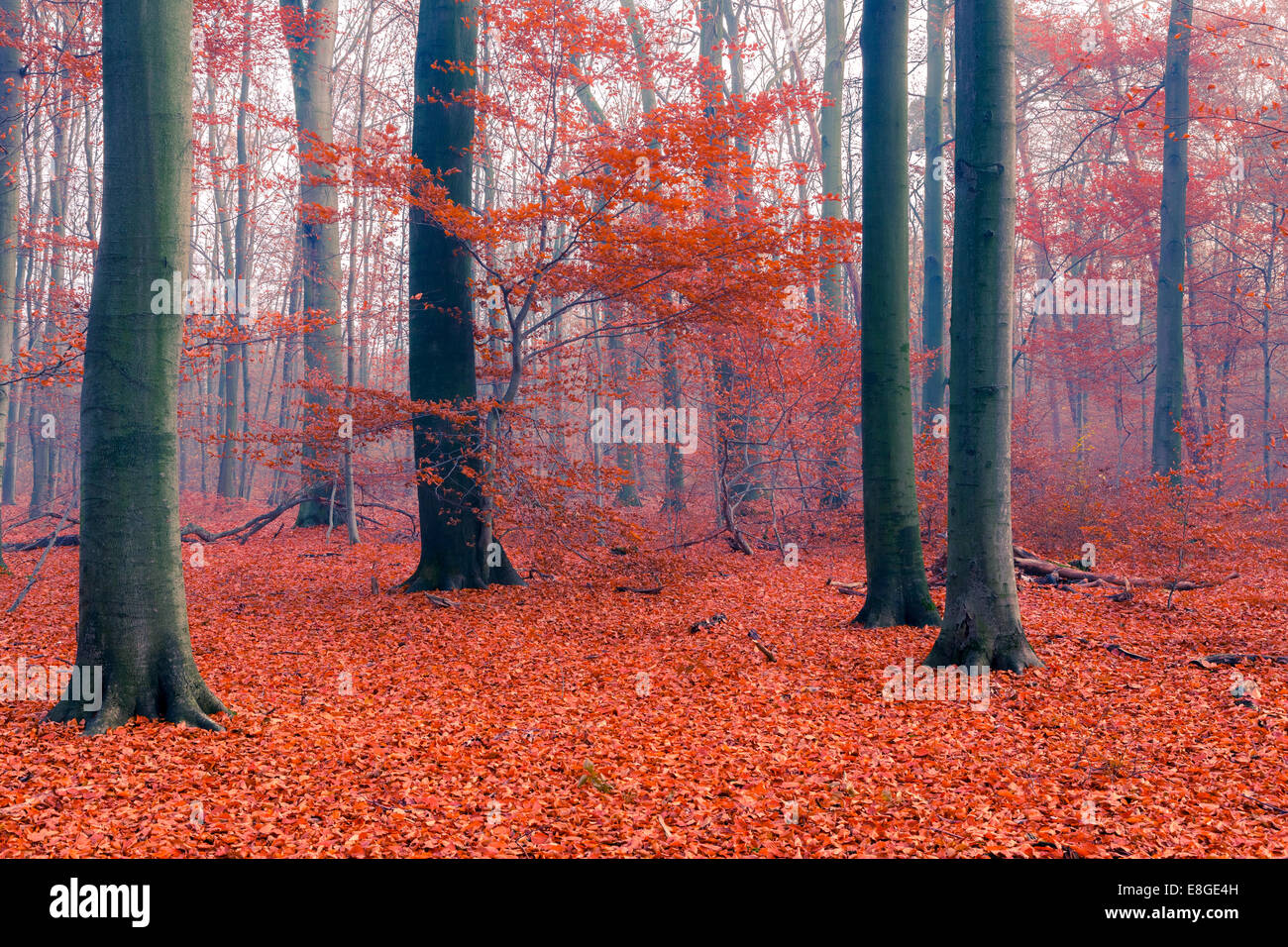 Foggy autumn forest Stock Photo - Alamy
