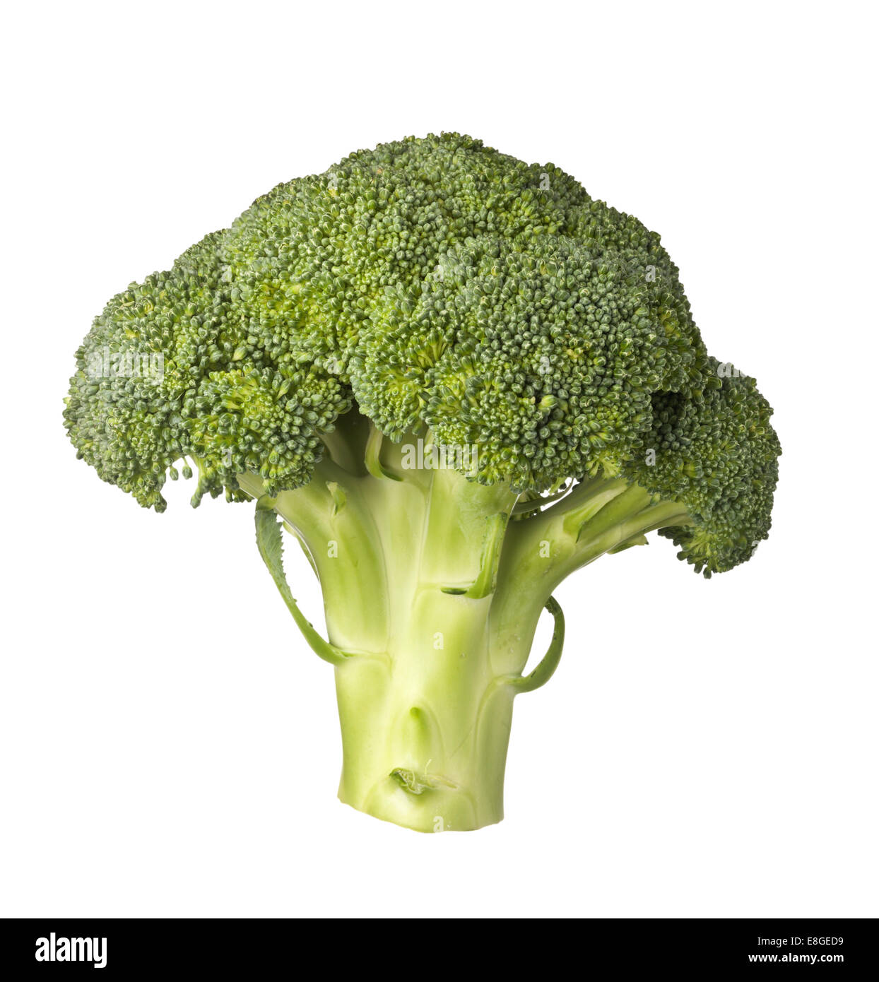 Broccoli Stalk