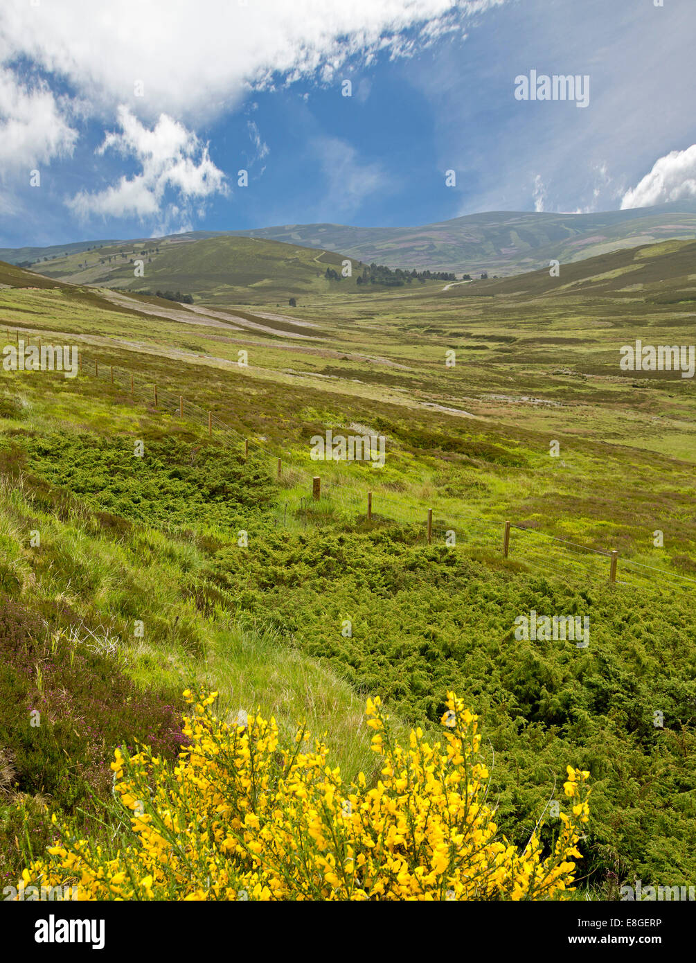 Spectacular spring landscape of Scottish highlands with heather, wildflowers & mountains  in Cairngorms National Park, Scotland Stock Photo