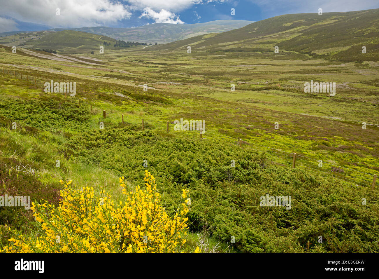Spectacular spring landscape of Scottish highlands with heather, wildflowers & mountains  in Cairngorms National Park, Scotland Stock Photo