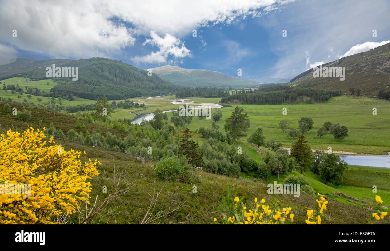 Vast landscape in Scottish highlands, golden wildflowers, River Dee, emerald valley , forests & mountains under misty blue sky Stock Photo