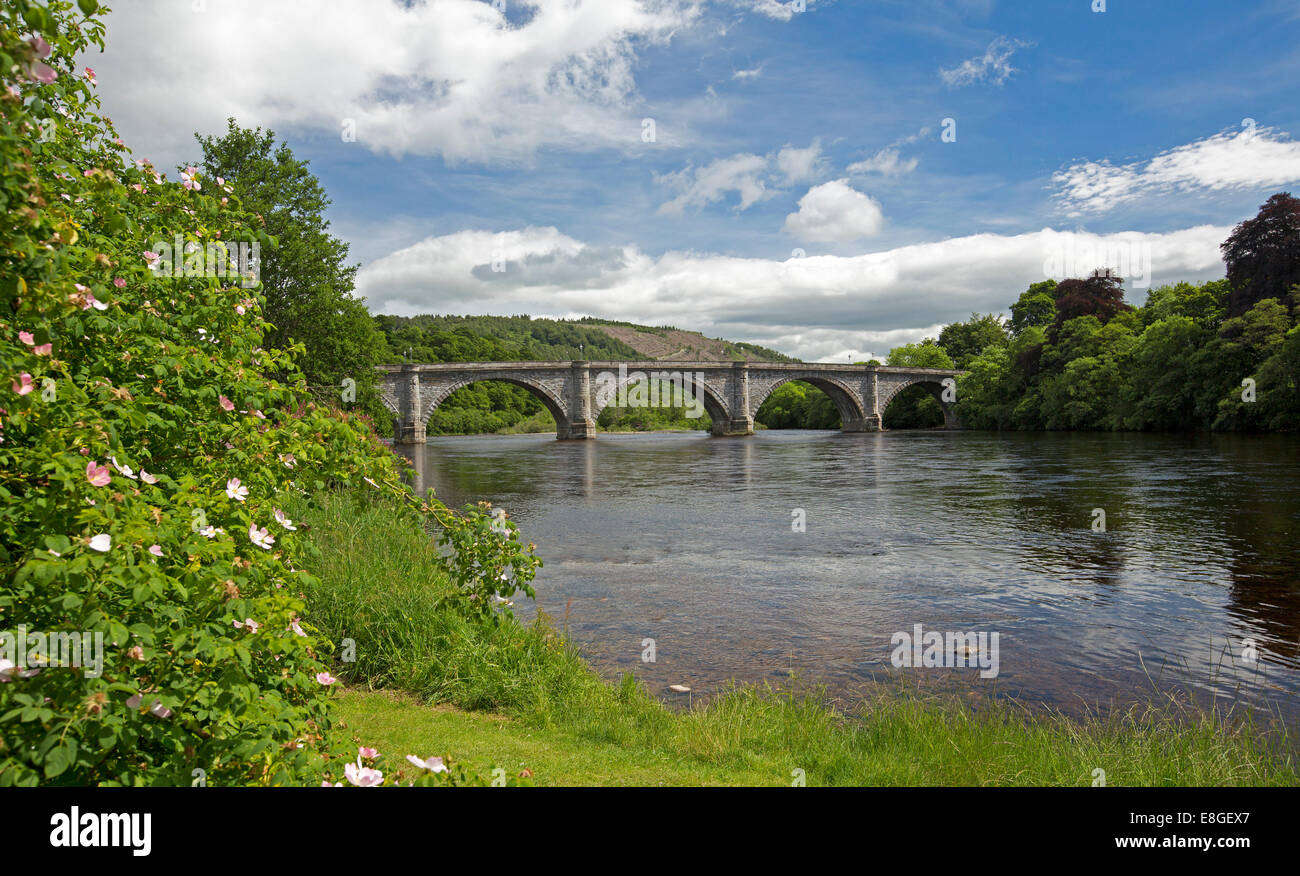 River Tay & historic 19th century arched bridge with wild roses on riverbank, blue sky reflected in water at Dunkeld, Scotlland Stock Photo