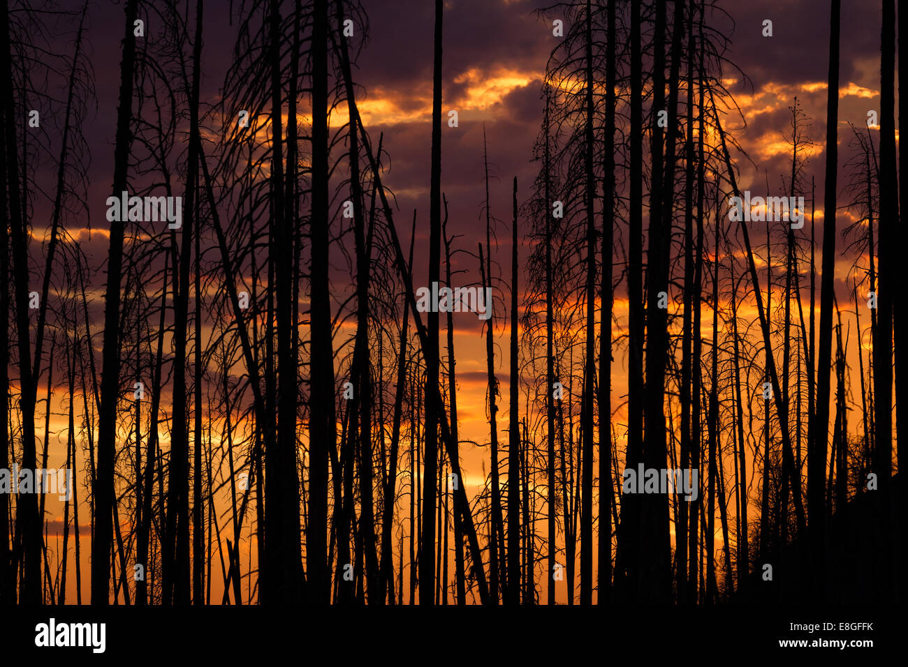 Old Forest Fire Claimed Many Acres And Now You Can See A Beautiful Stock Photo Alamy