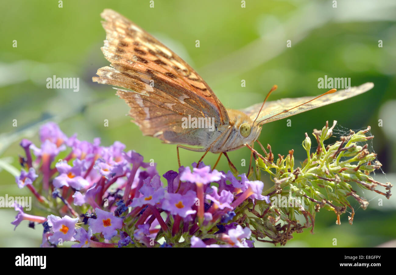 Agraulis vanillae butterfly in autumn time Stock Photo