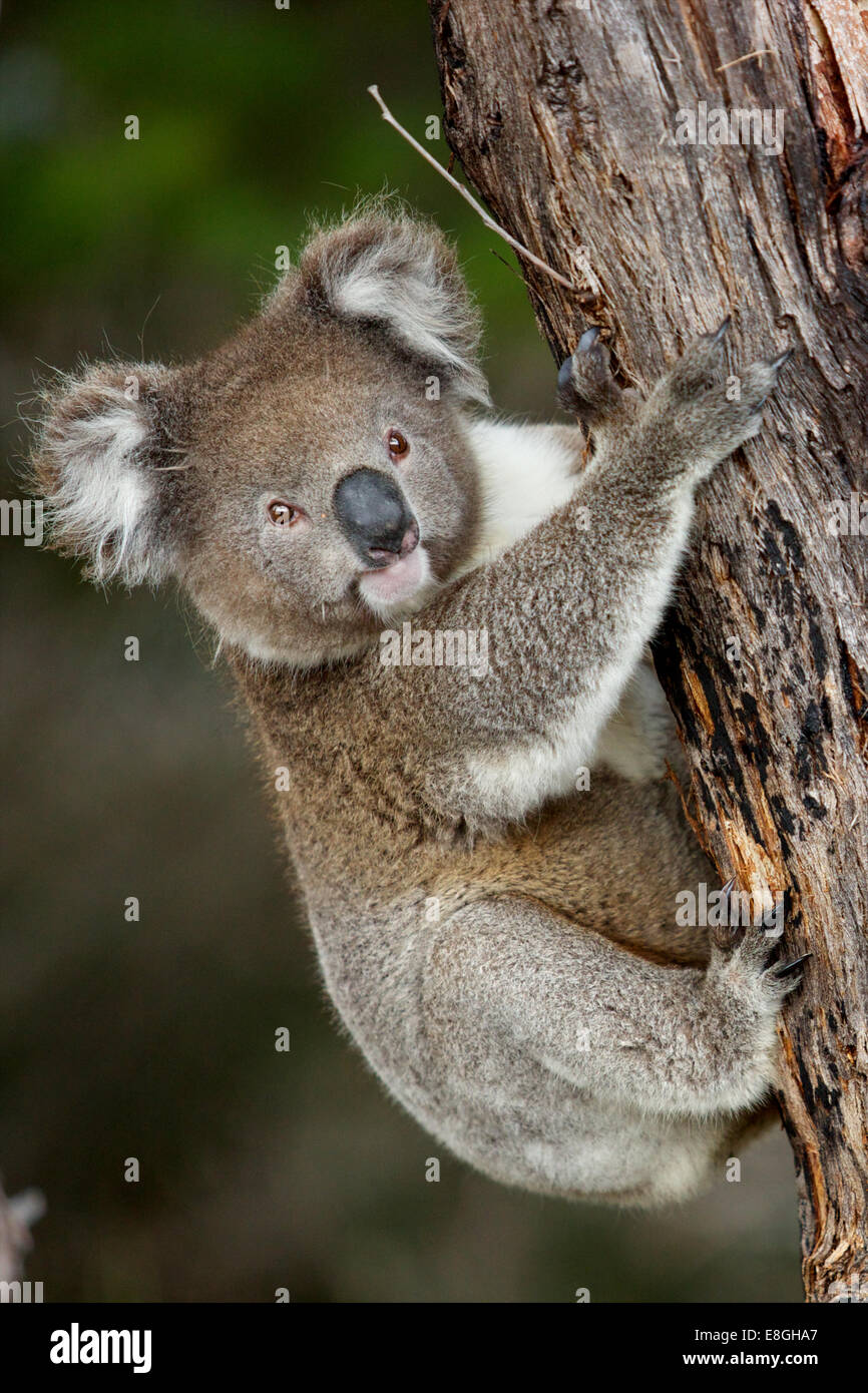 Wild koala pauses while climbing up a tree, Kangaroo Island, South Australia Stock Photo