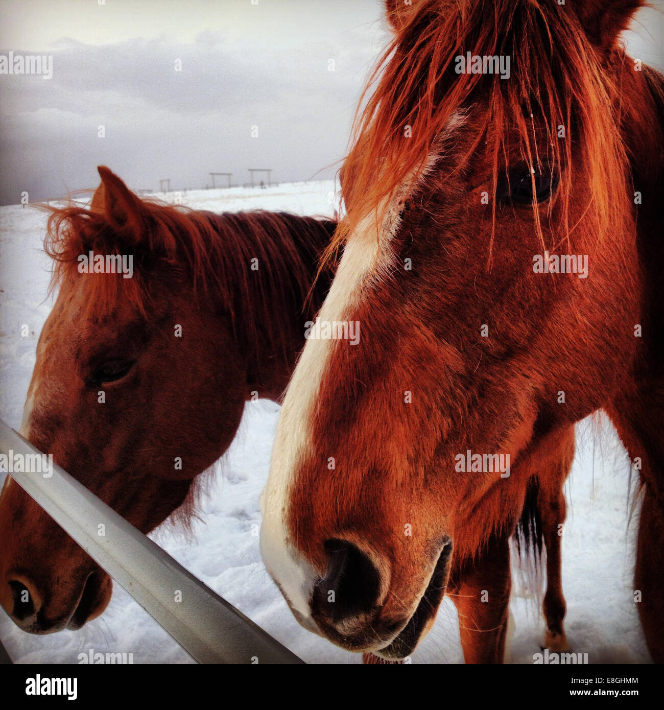 Canada, Alberta, Sorrel Quarter Horses Stock Photo