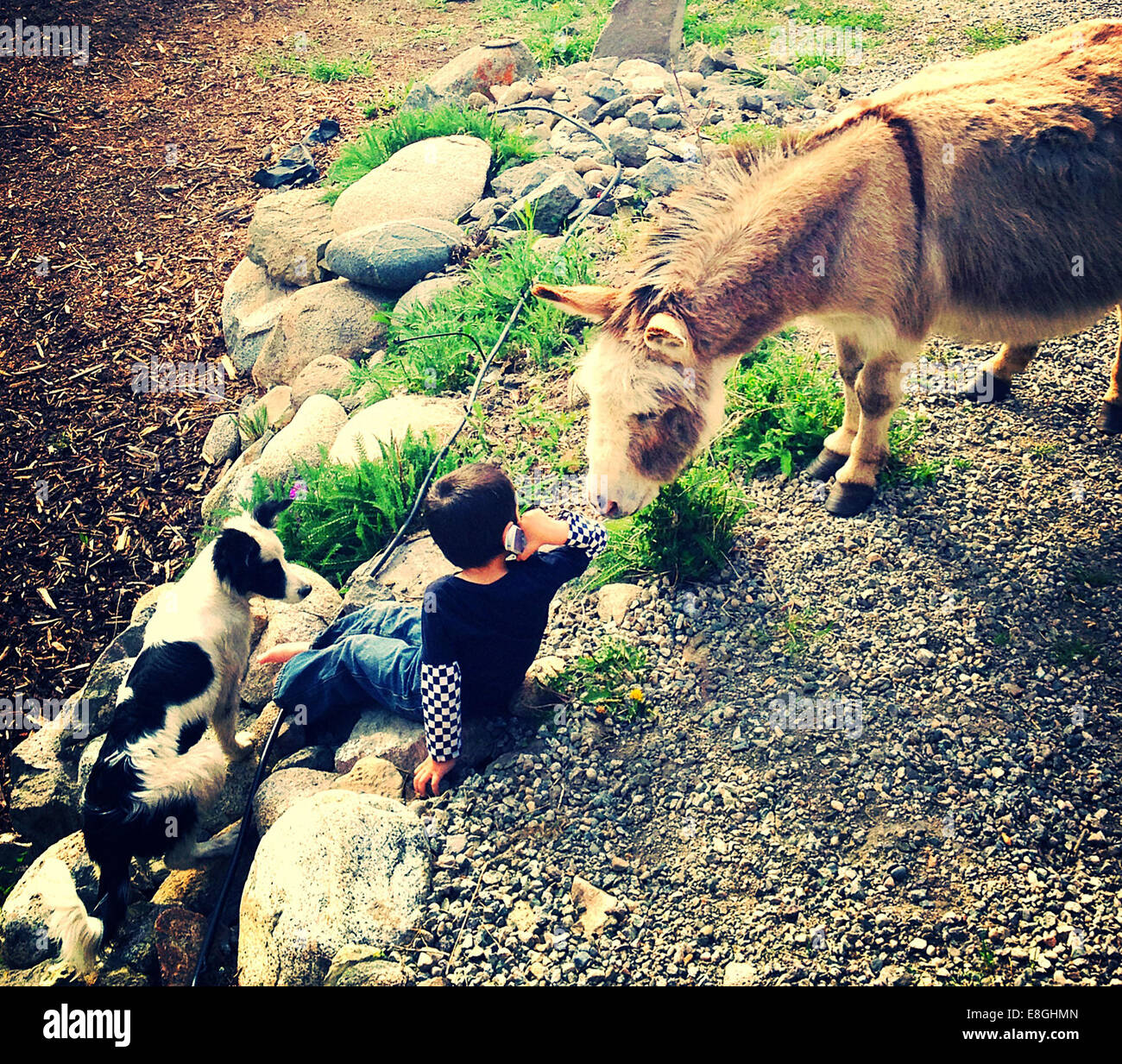 Canada, British Columbia, Boy (12-13) with donkey and dog talking on phone Stock Photo