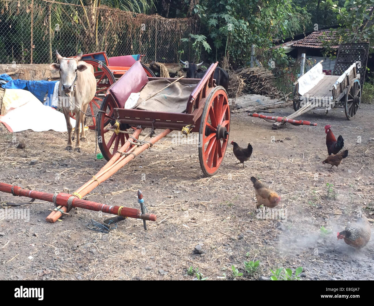 India, Maharashtra, Alibaug village, Yard outside village home Stock