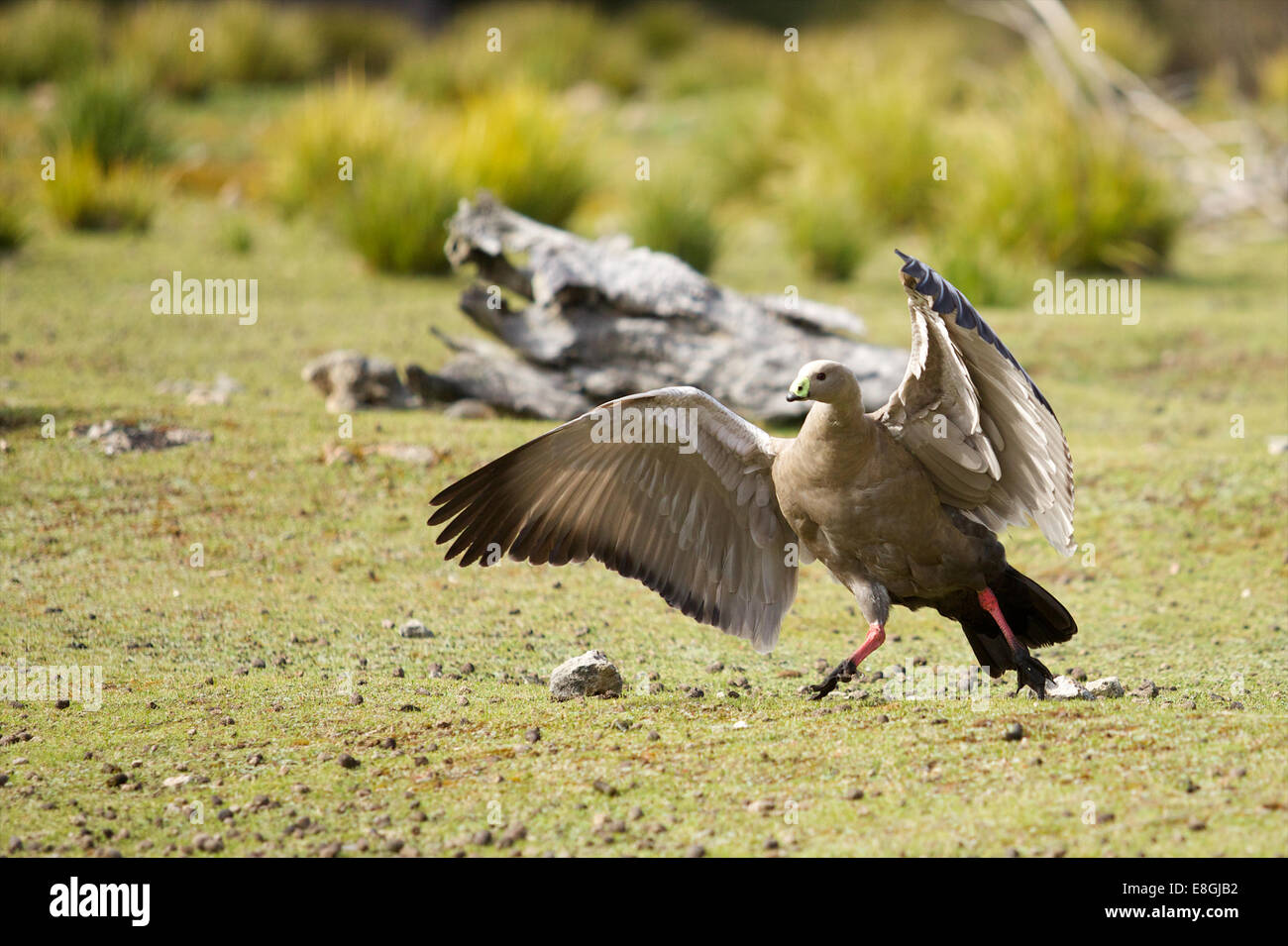 Kangaroo Island & pelicans Stock Photo - Alamy