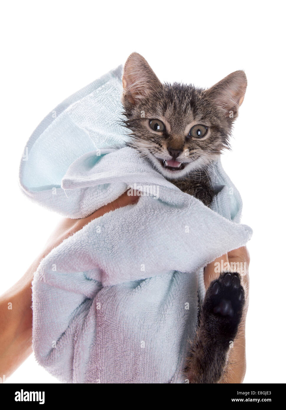 little kitten after a shower in the girl's hands on white background