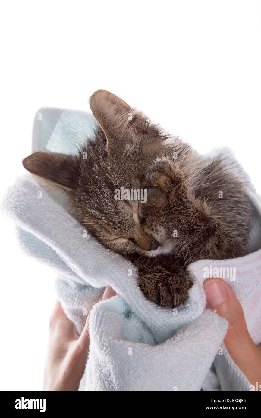 little kitten after a shower in the girl's hands on white background