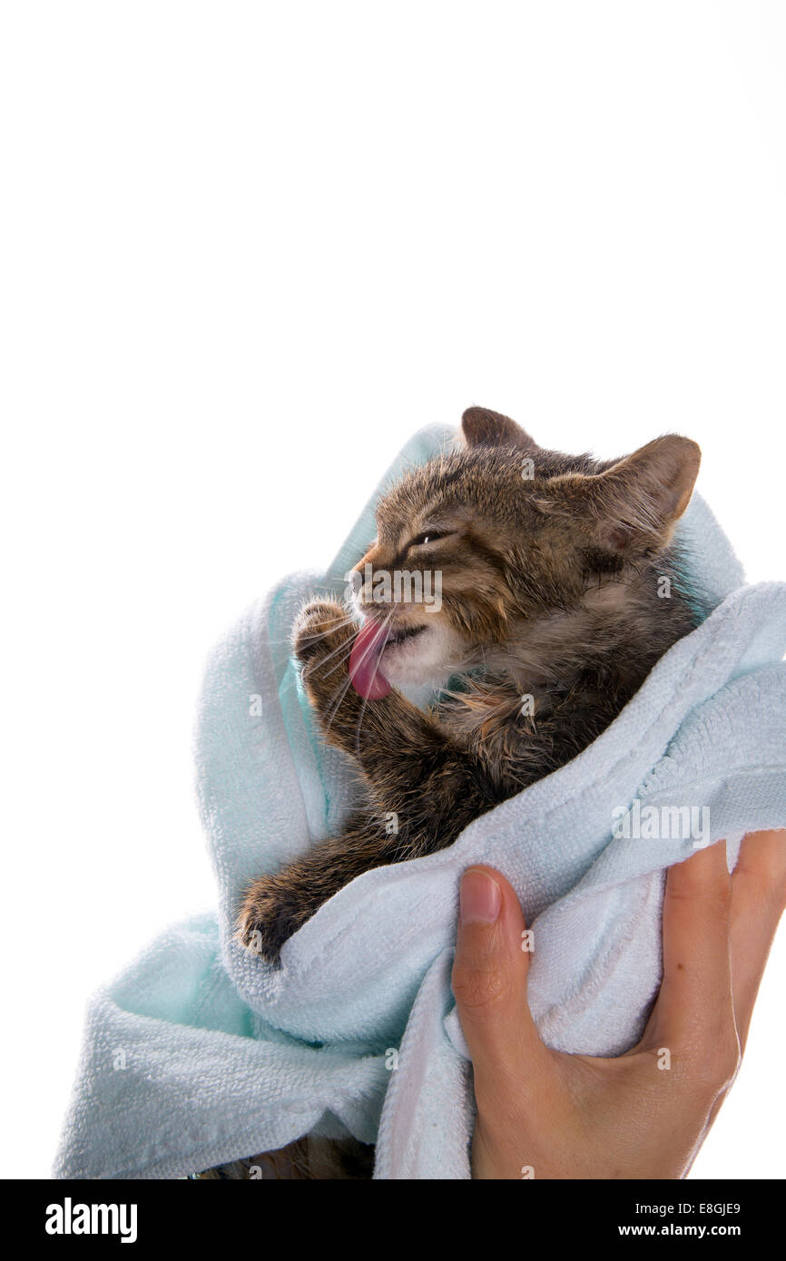little kitten after a shower in the girl's hands on white background