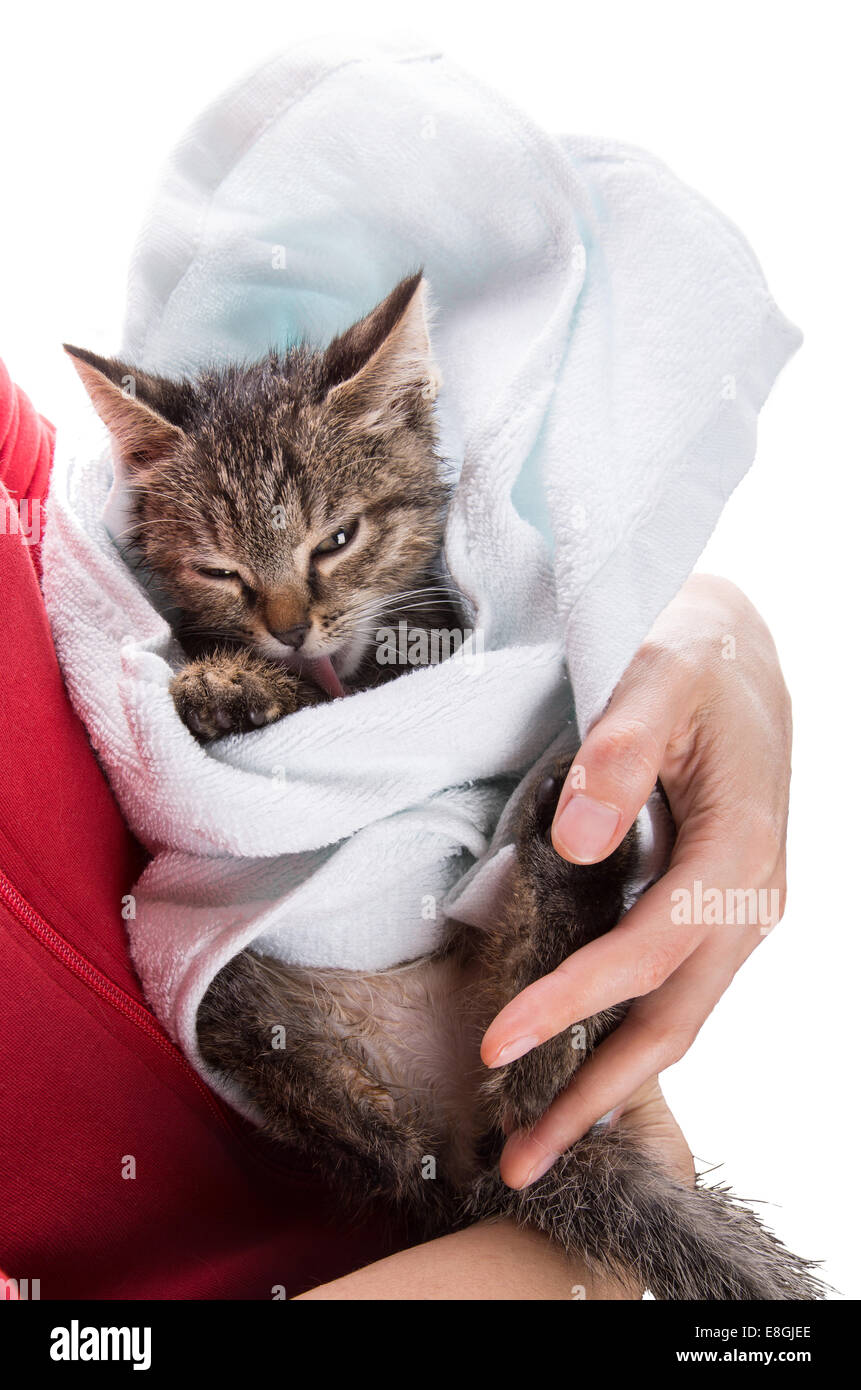 little kitten after a shower in the girl's hands on white background