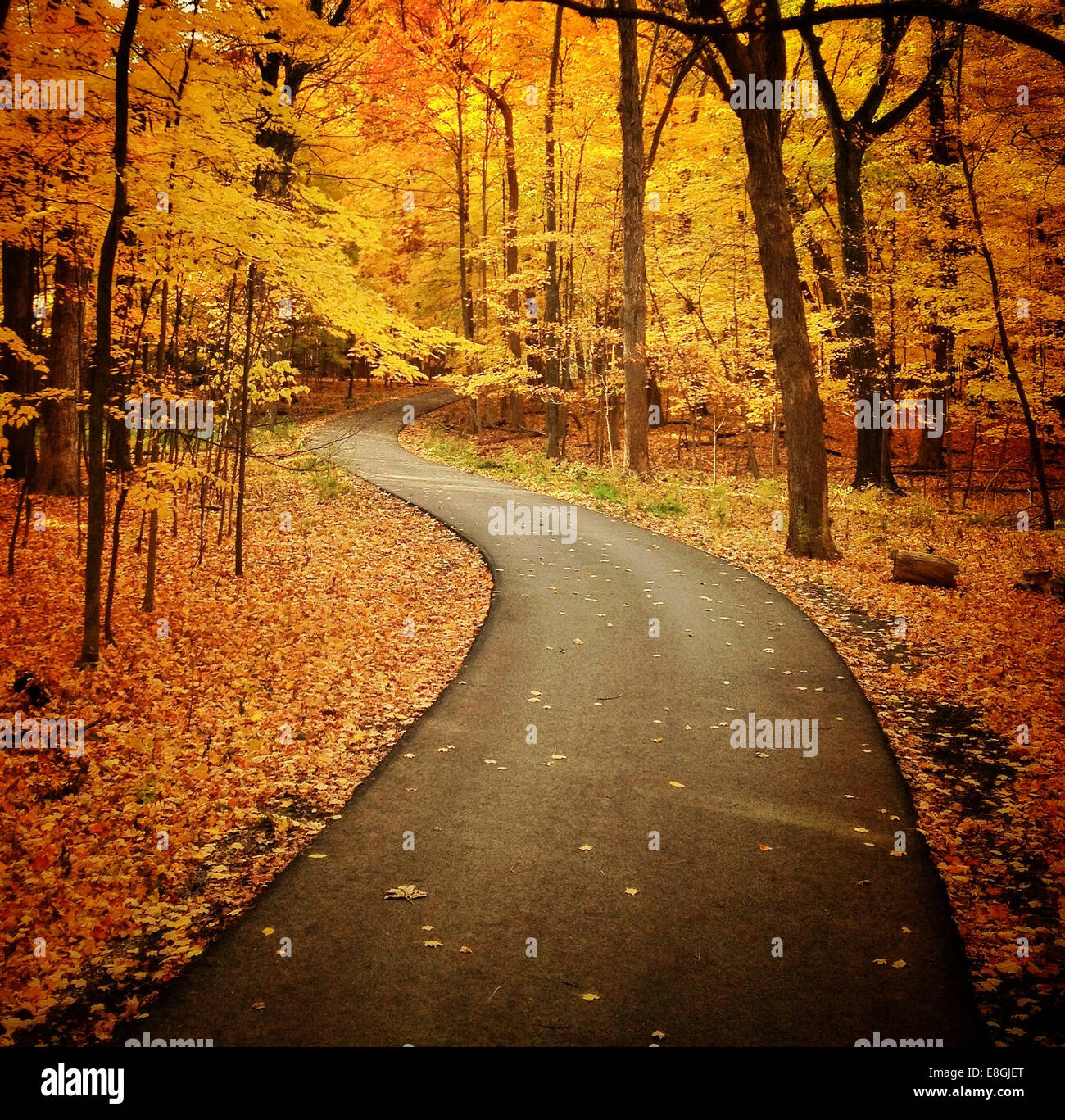 Winding road through the woods in the fall, Illinois, America, USA