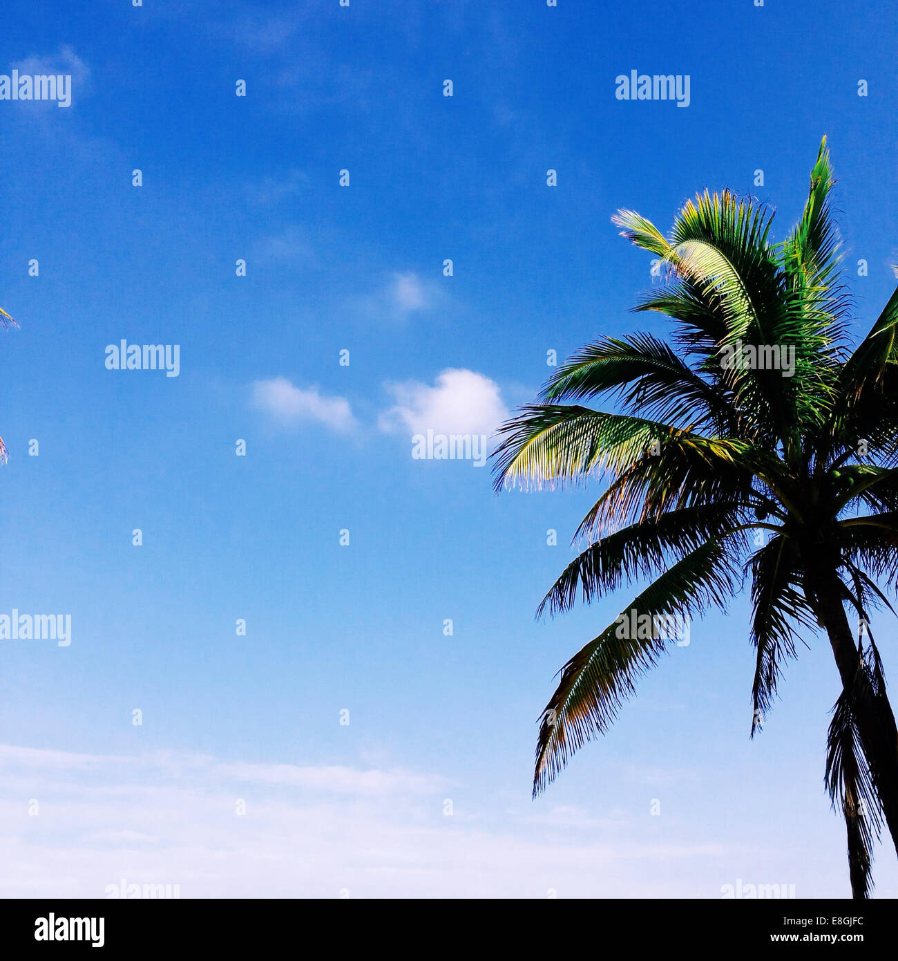 Palm tree on sunny day Stock Photo - Alamy