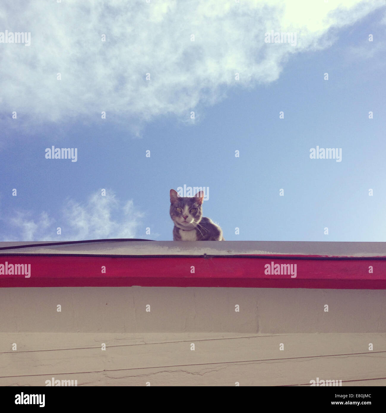 Cat sitting on a roof Stock Photo Alamy