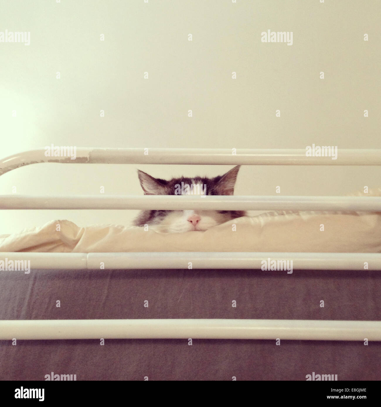 Cat sleeping on loft bed Stock Photo