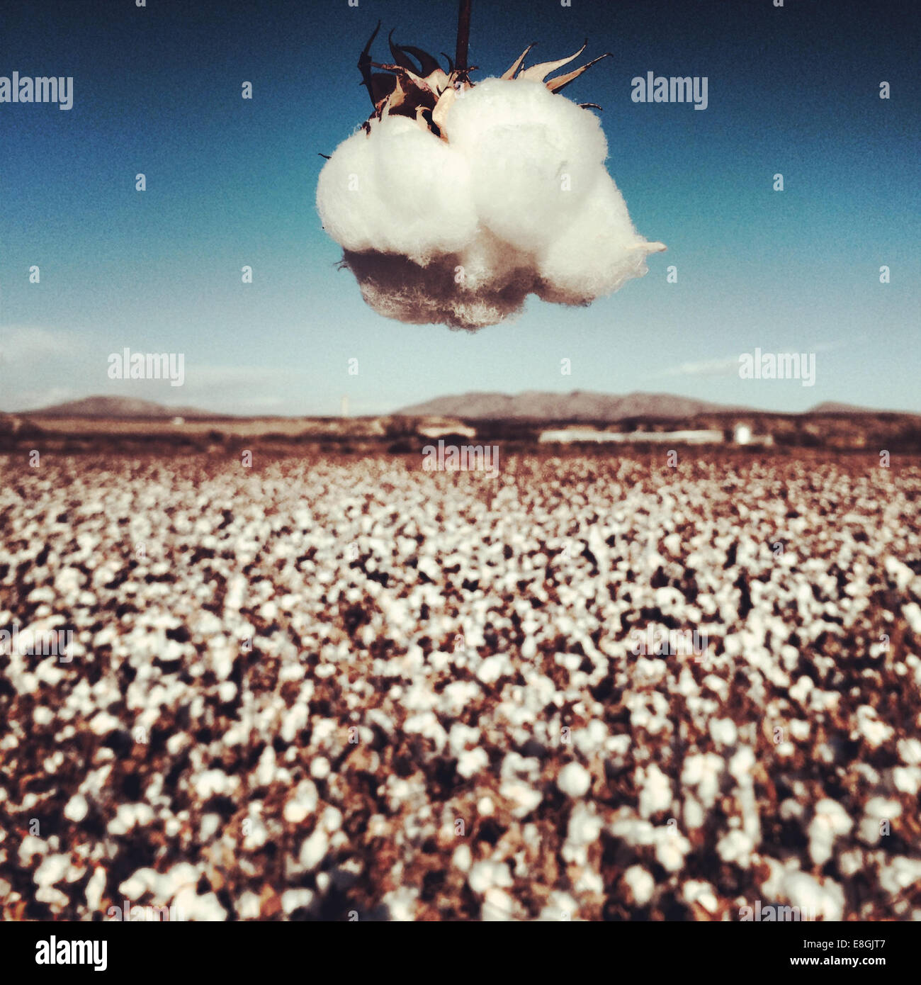 Cotton plant over a Cotton Field, Hatch, New Mexico, USA Stock Photo