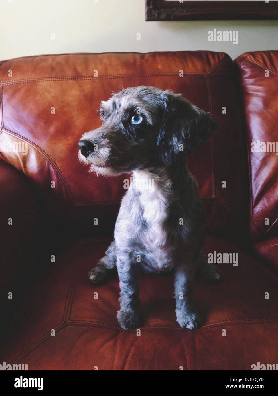 Puppy dog sitting on couch Stock Photo Alamy