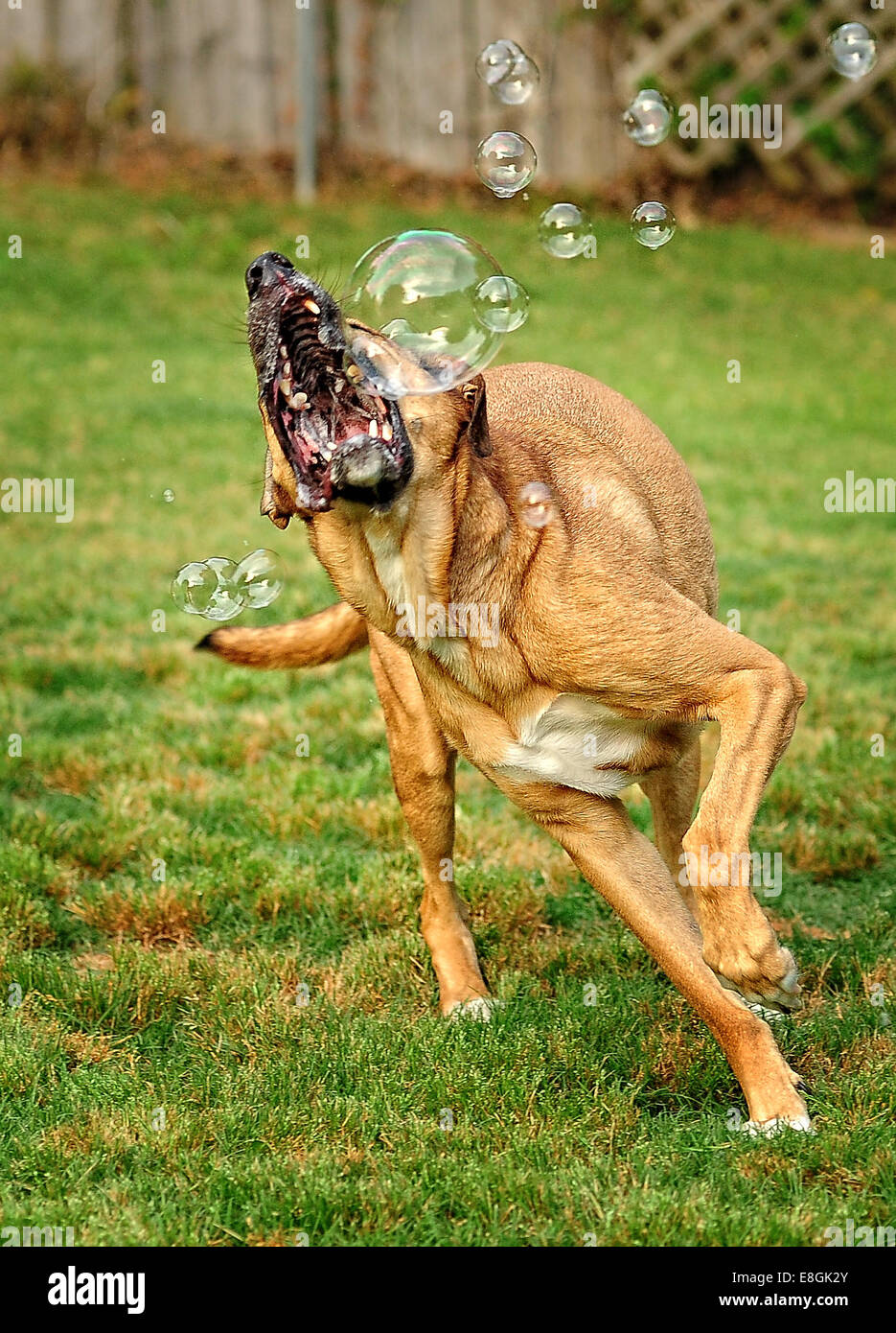 Dog playing with bubbles hi res stock photography and images Alamy