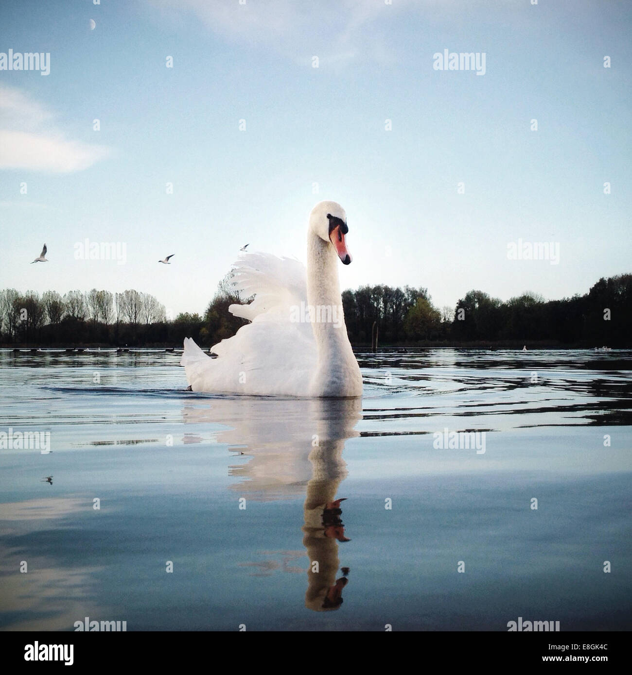 Portrait of swan swimming on lake Stock Photo