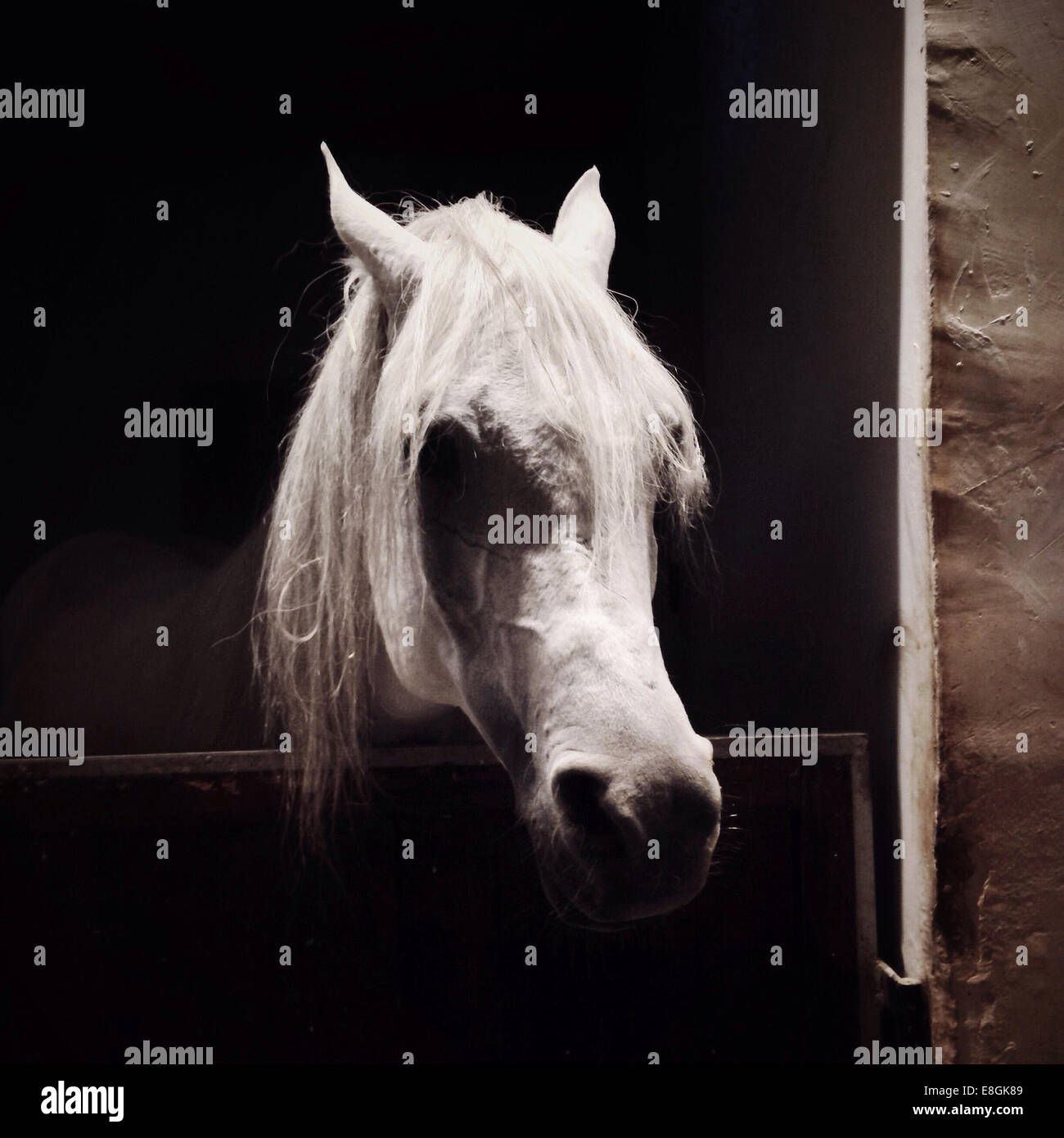 Portrait of horse standing in stable Stock Photo