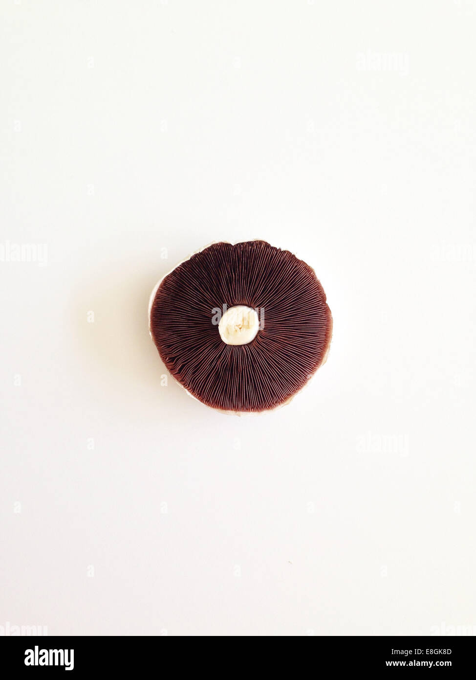 Overhead view of a field mushroom Stock Photo