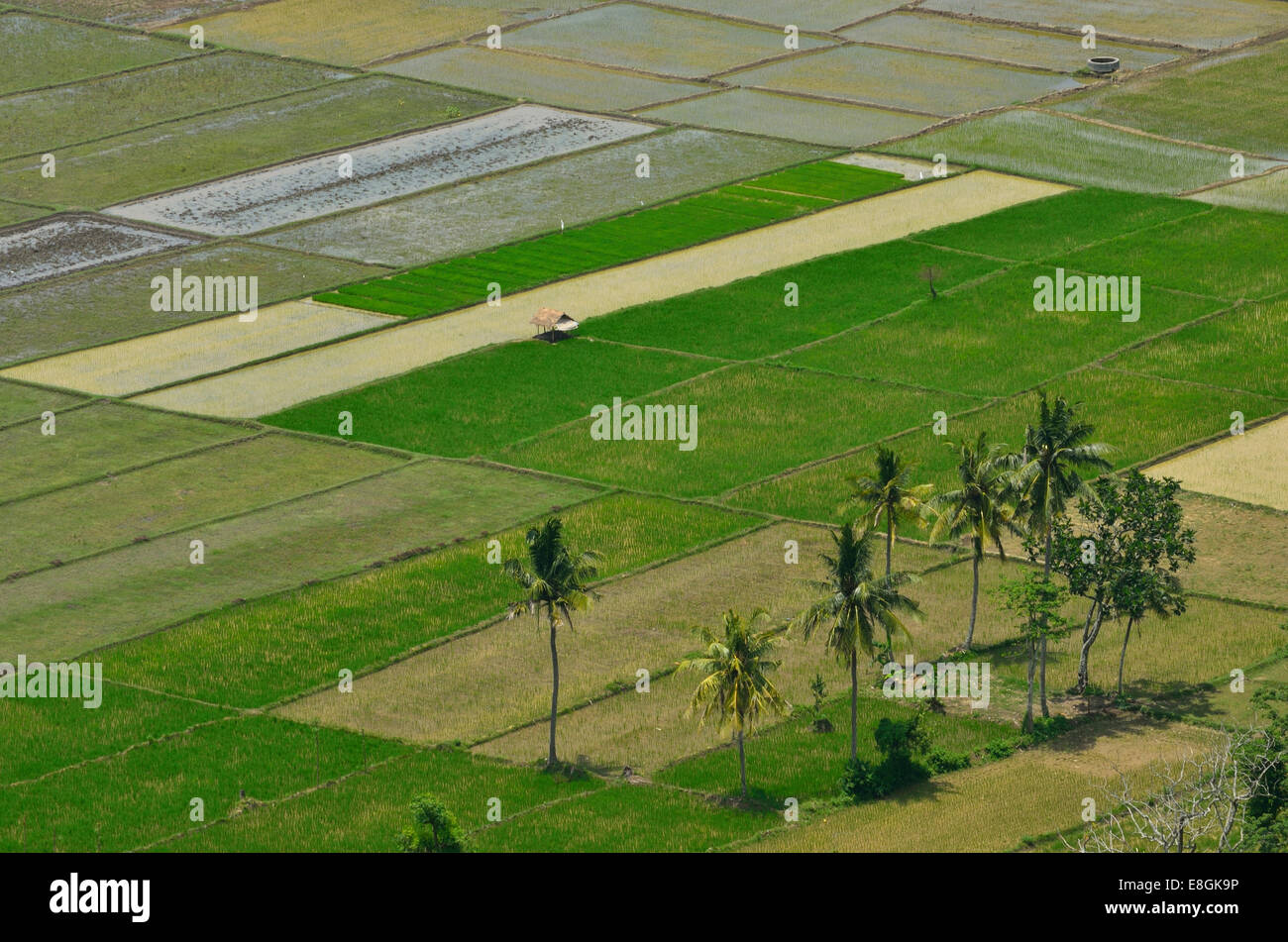 Indonesia, West Nusa Tenggara, Kabupaten Lombok Tengah, Selong Belanak, View of rice fields Stock Photo