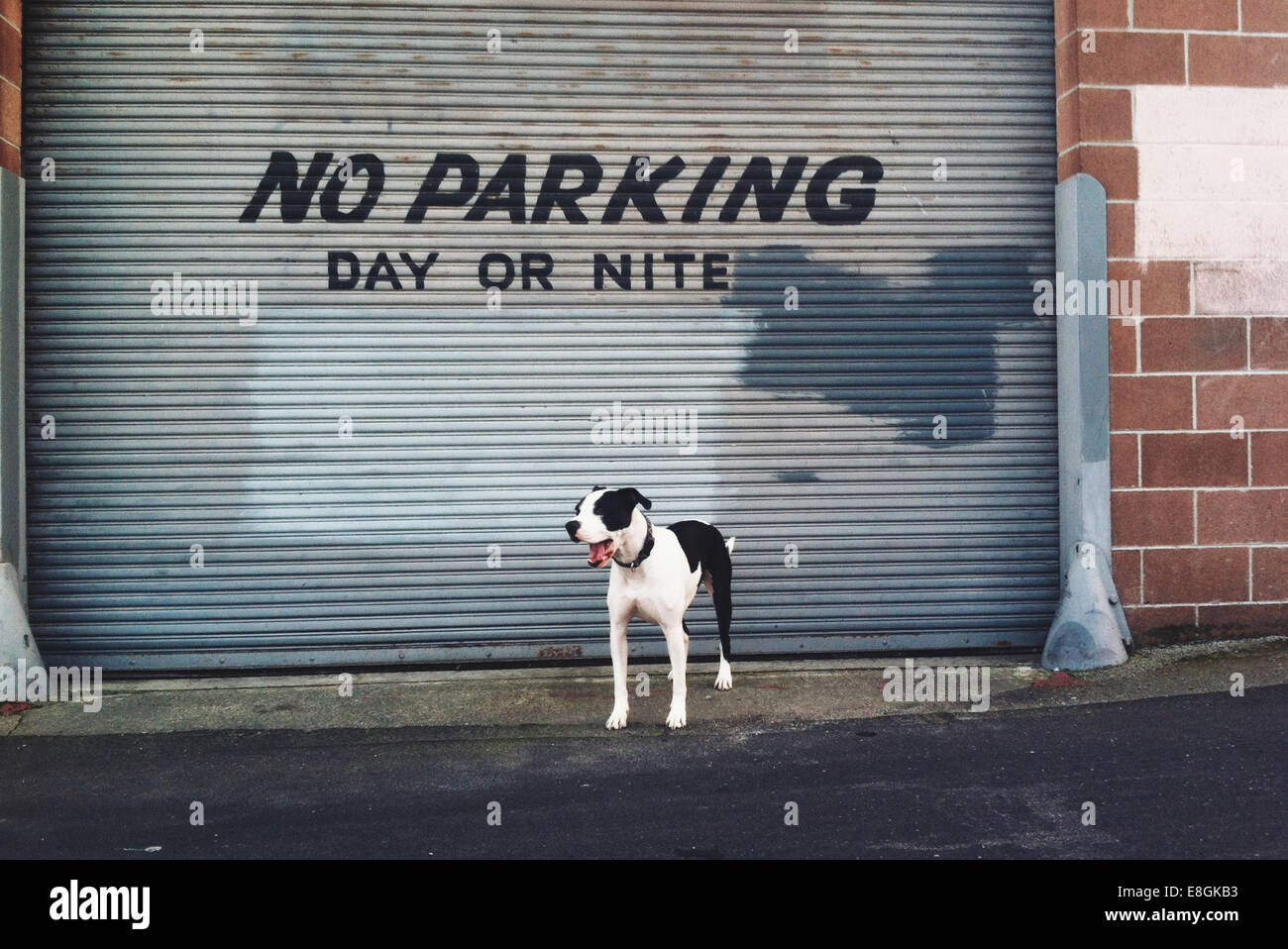 Usa California San Francisco Dog Standing In Front Of Parking