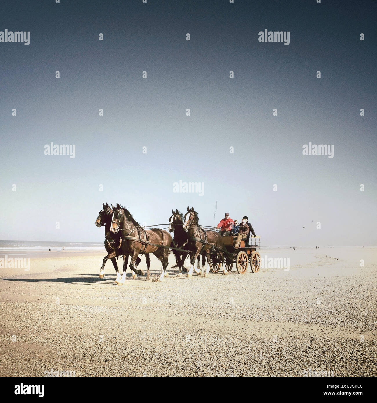 Horses and cart on beach Stock Photo