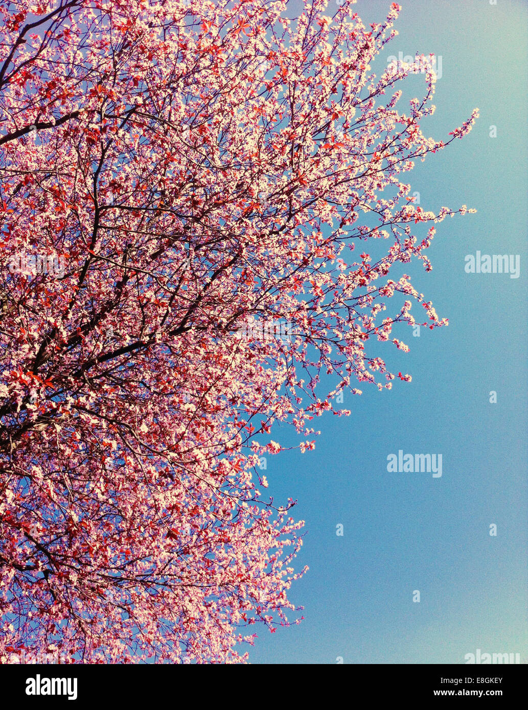Pink cherry blossoms against blue sky, Vancouver, British Columbia, Canada Stock Photo