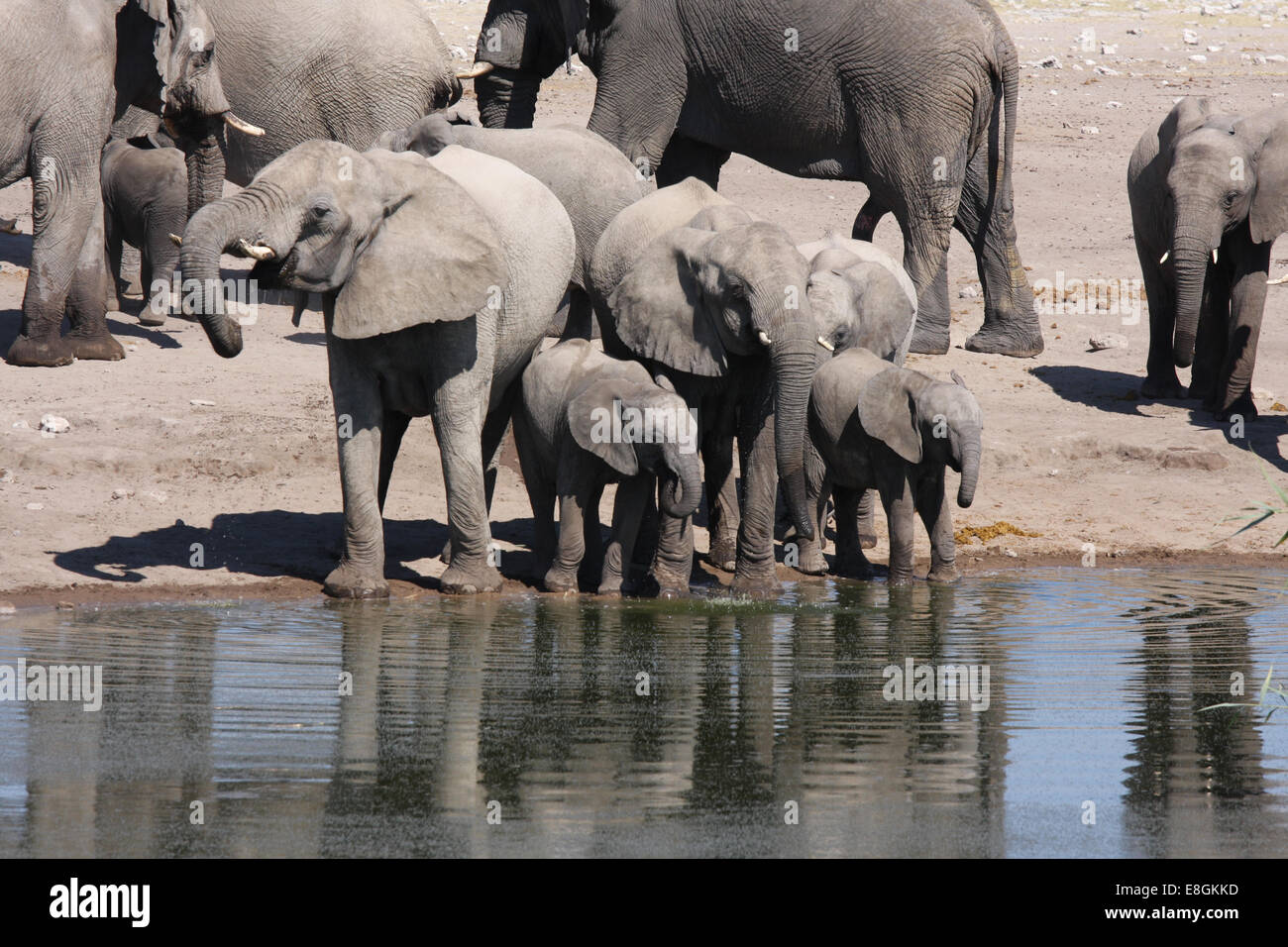 Namibia, Elephants drinking water Stock Photo