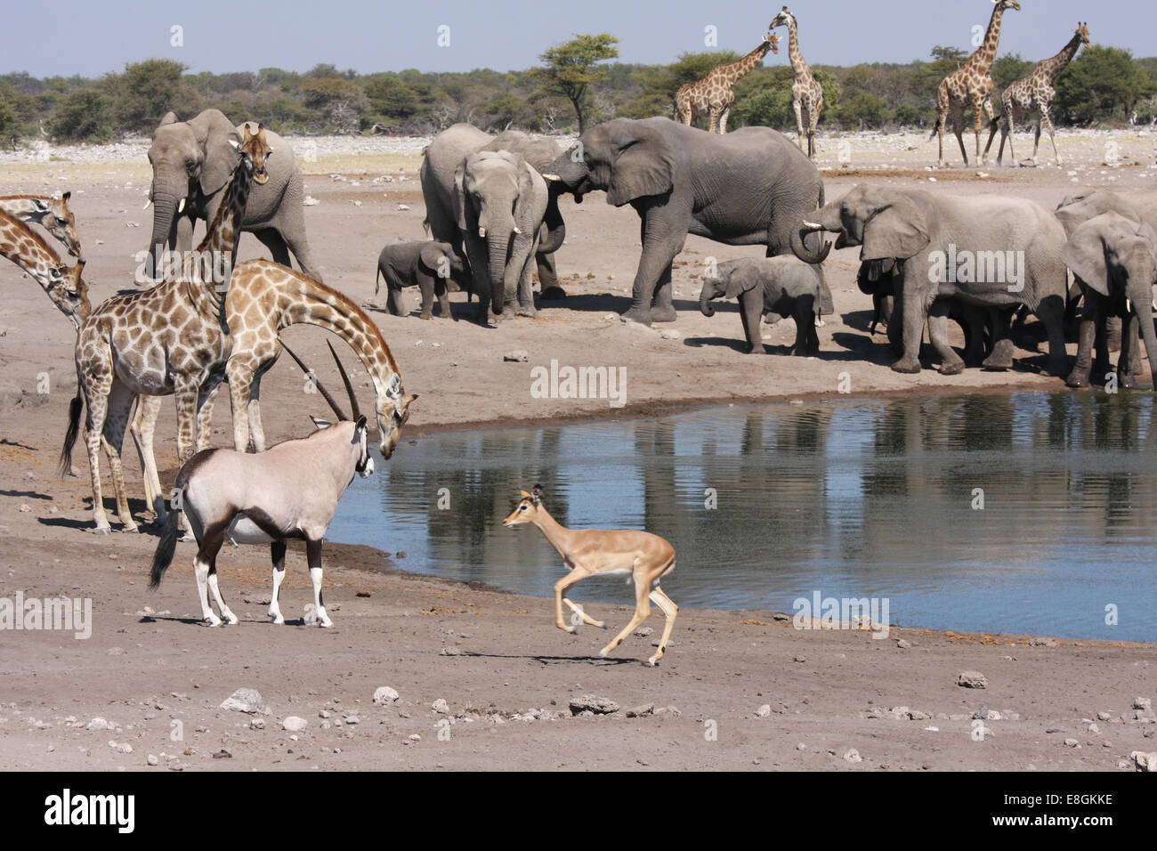 Elephants, giraffes, oryx drinking at watering hole, Namibia Stock Photo