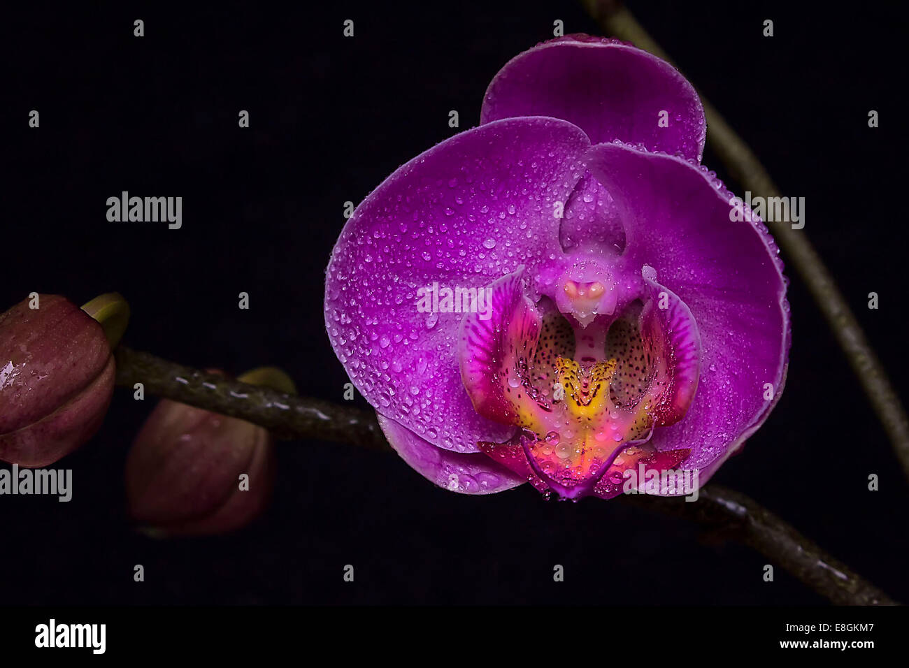 Indonesia, Jakarta Special Capital Region, Jakarta, Purple Moon Orchid Stock Photo